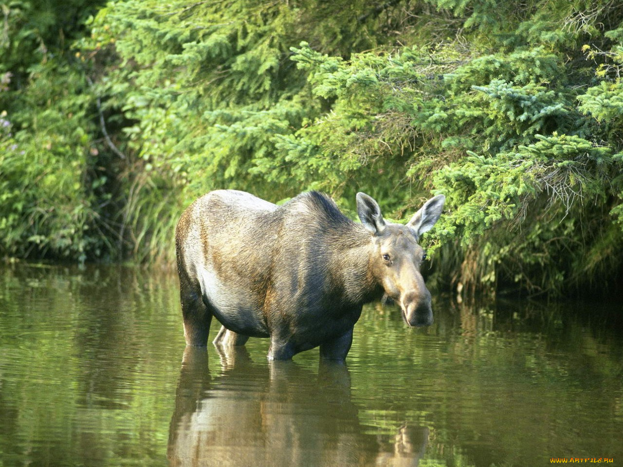 животные, лоси