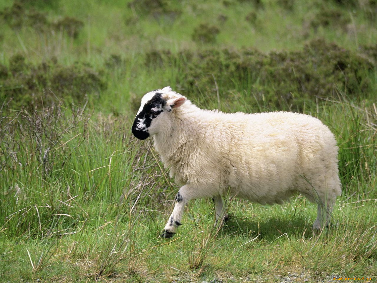 животные, овцы, бараны