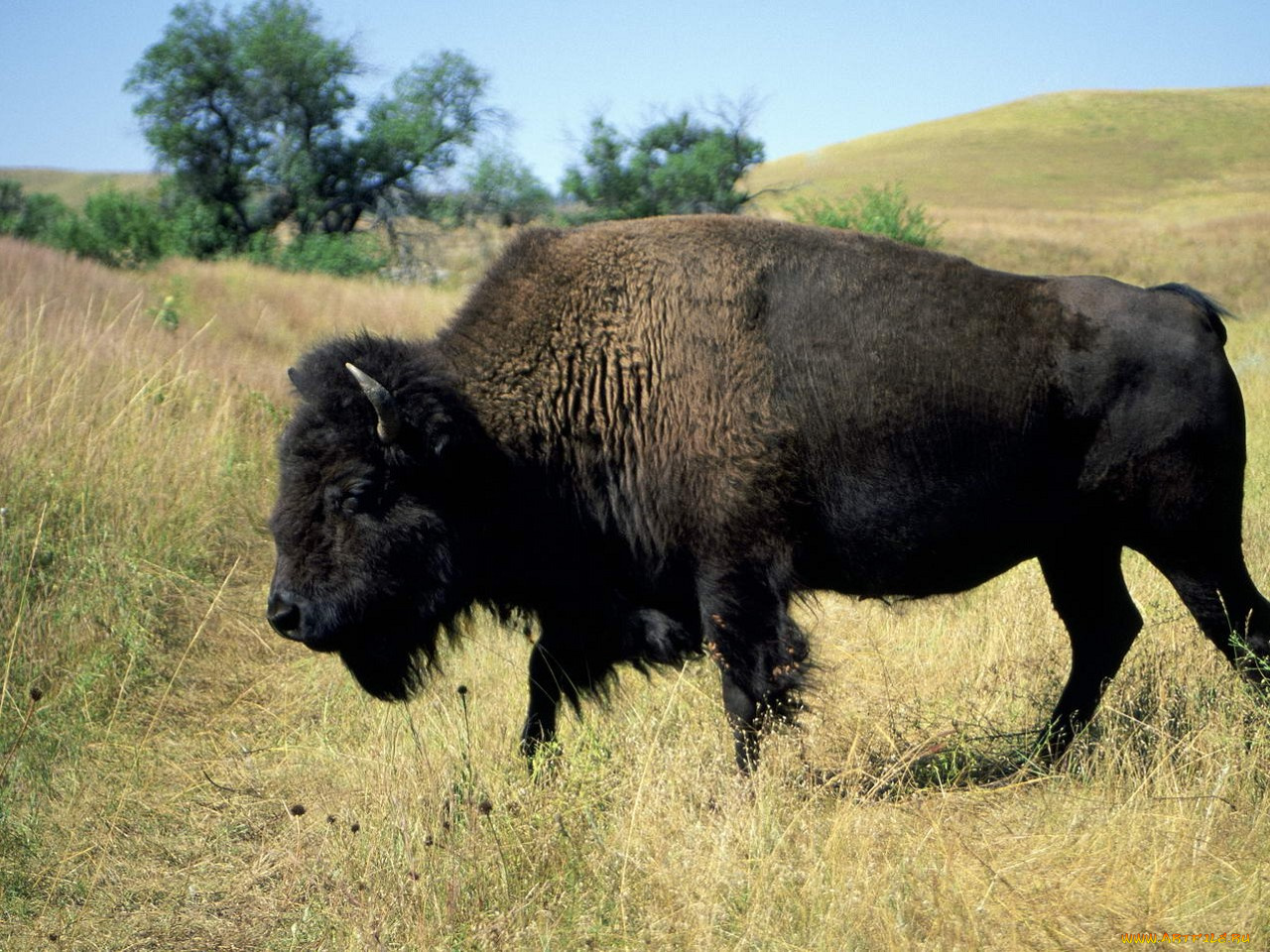 животные, зубры, бизоны