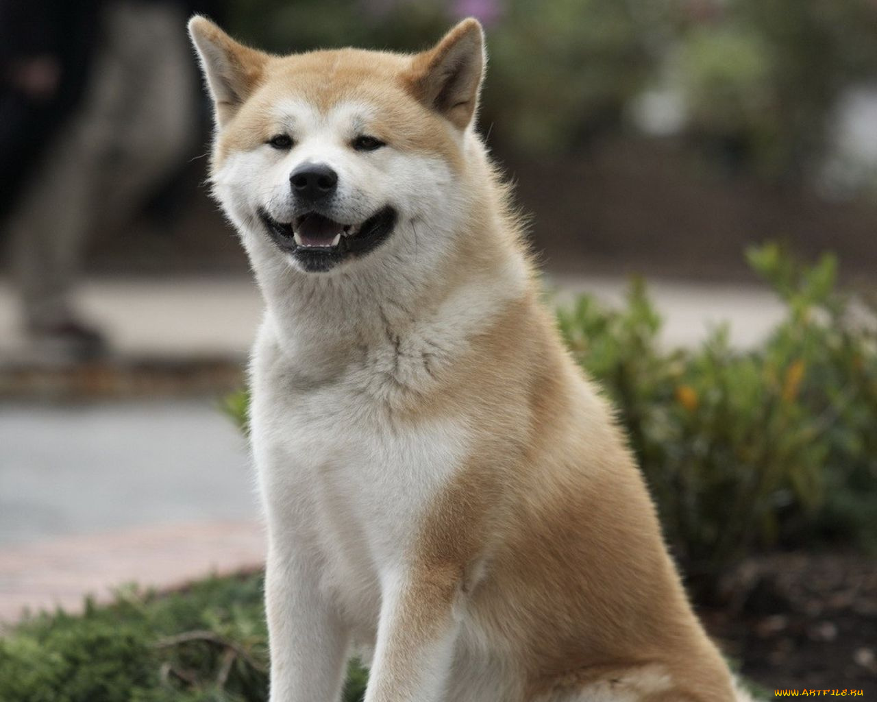 hachiko, dogs, story, кино, фильмы