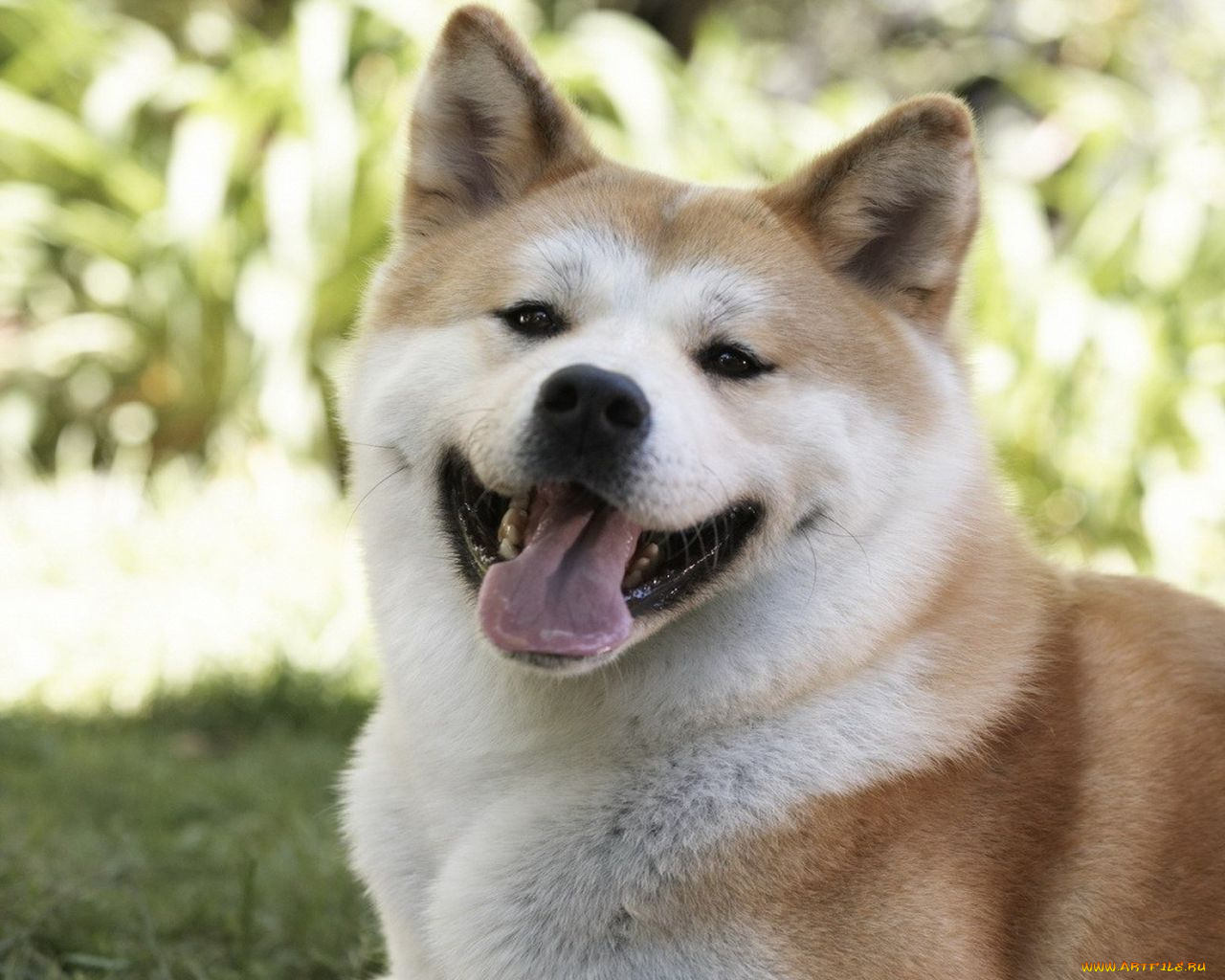 hachiko, dogs, story, кино, фильмы