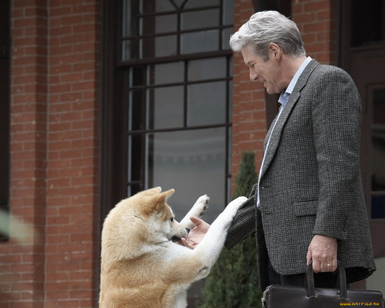 hachiko, dogs, story, кино, фильмы