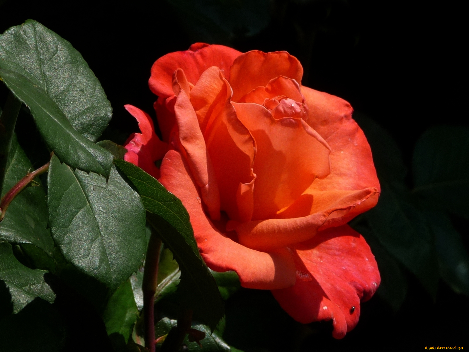 цветы, розы, листья, красный, зелёный