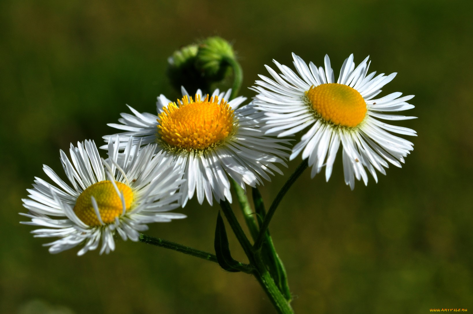 цветы, ромашки