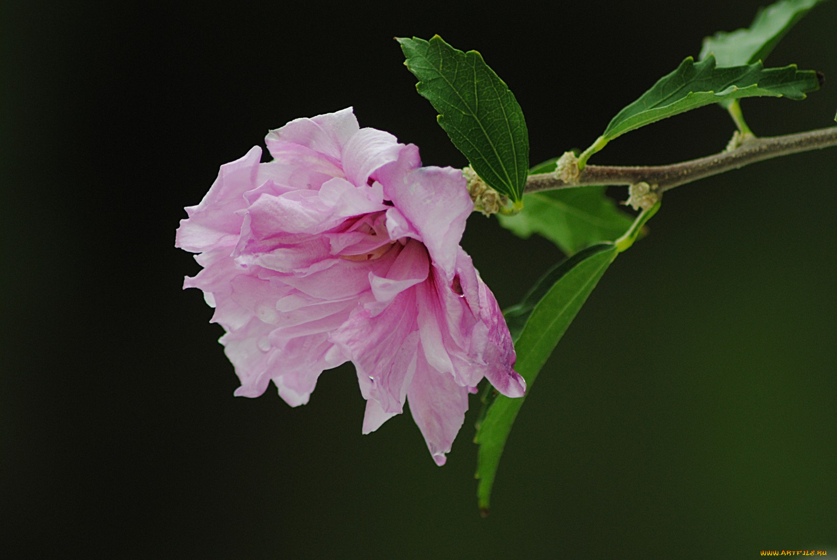 цветы, цветущие, деревья, кустарники, листья, ветка
