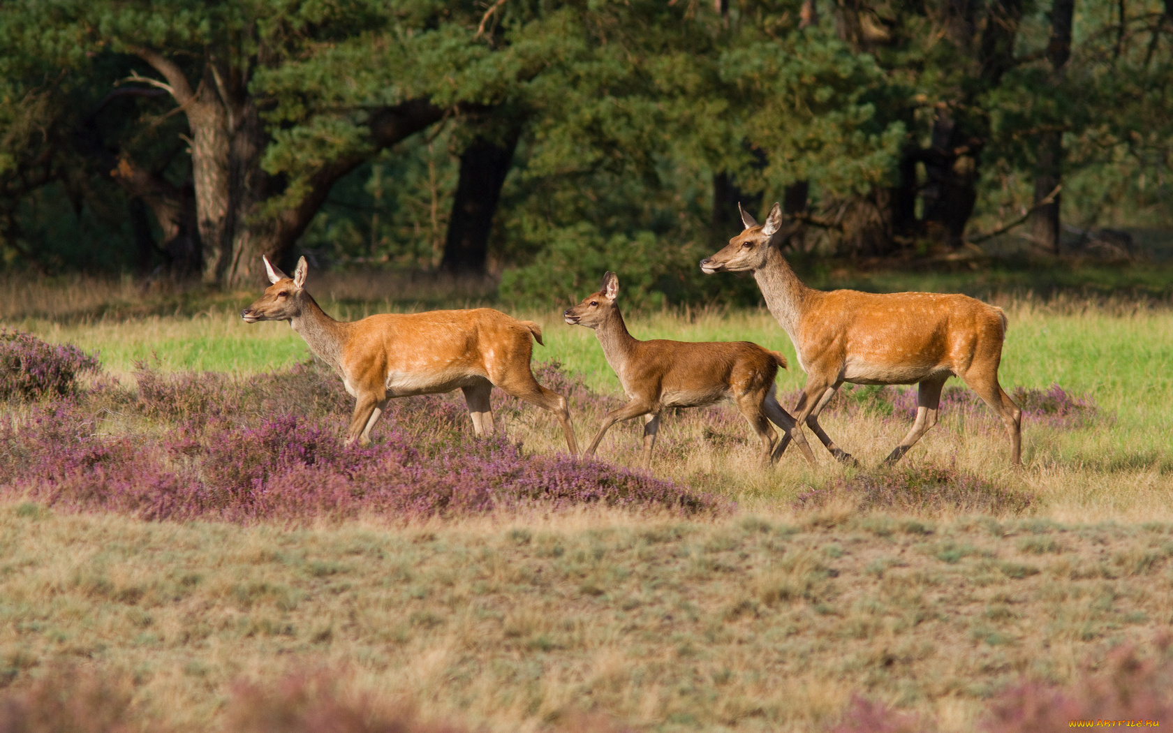 животные, олени, лето, трава