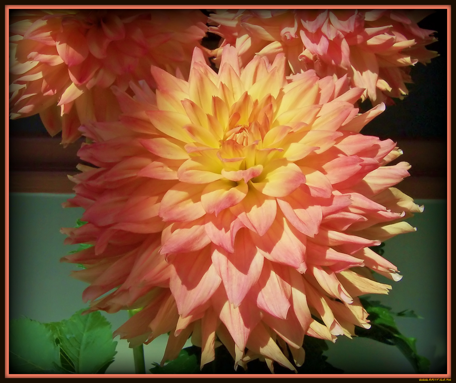 цветы, георгины, лепестки