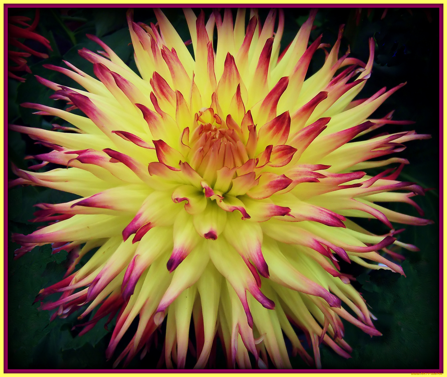 цветы, георгины, жёлтый, красный, тёмный