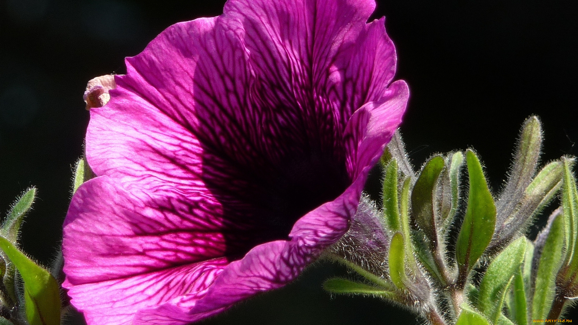 цветы, петунии, калибрахоа, листья, бутон, тёмный