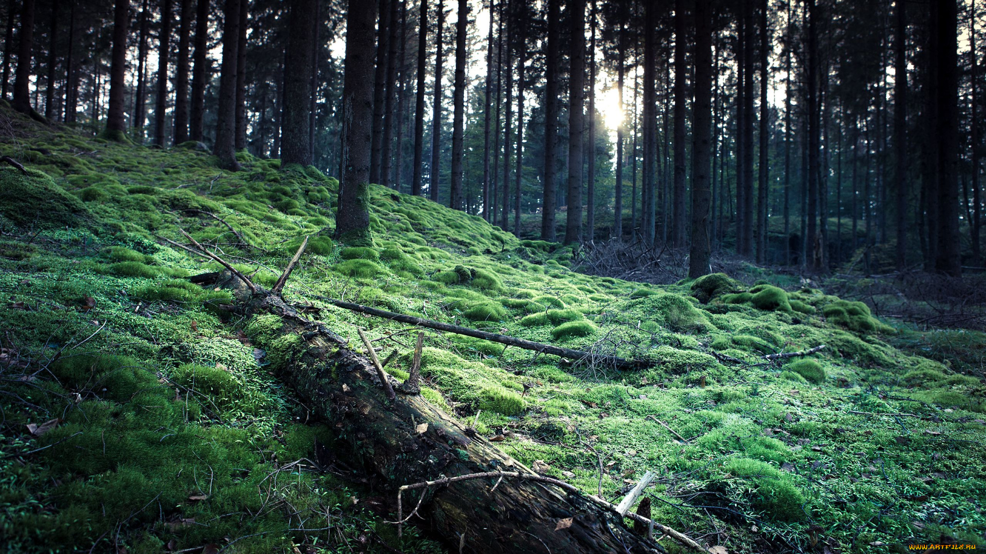 природа, лес, мох, деревья
