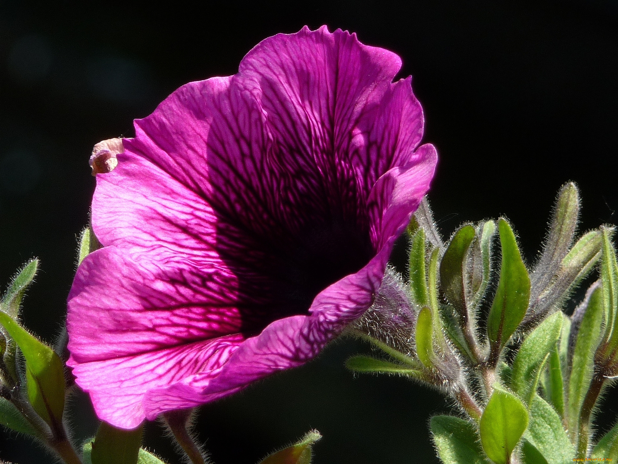цветы, петунии, калибрахоа, листья, бутон, тёмный
