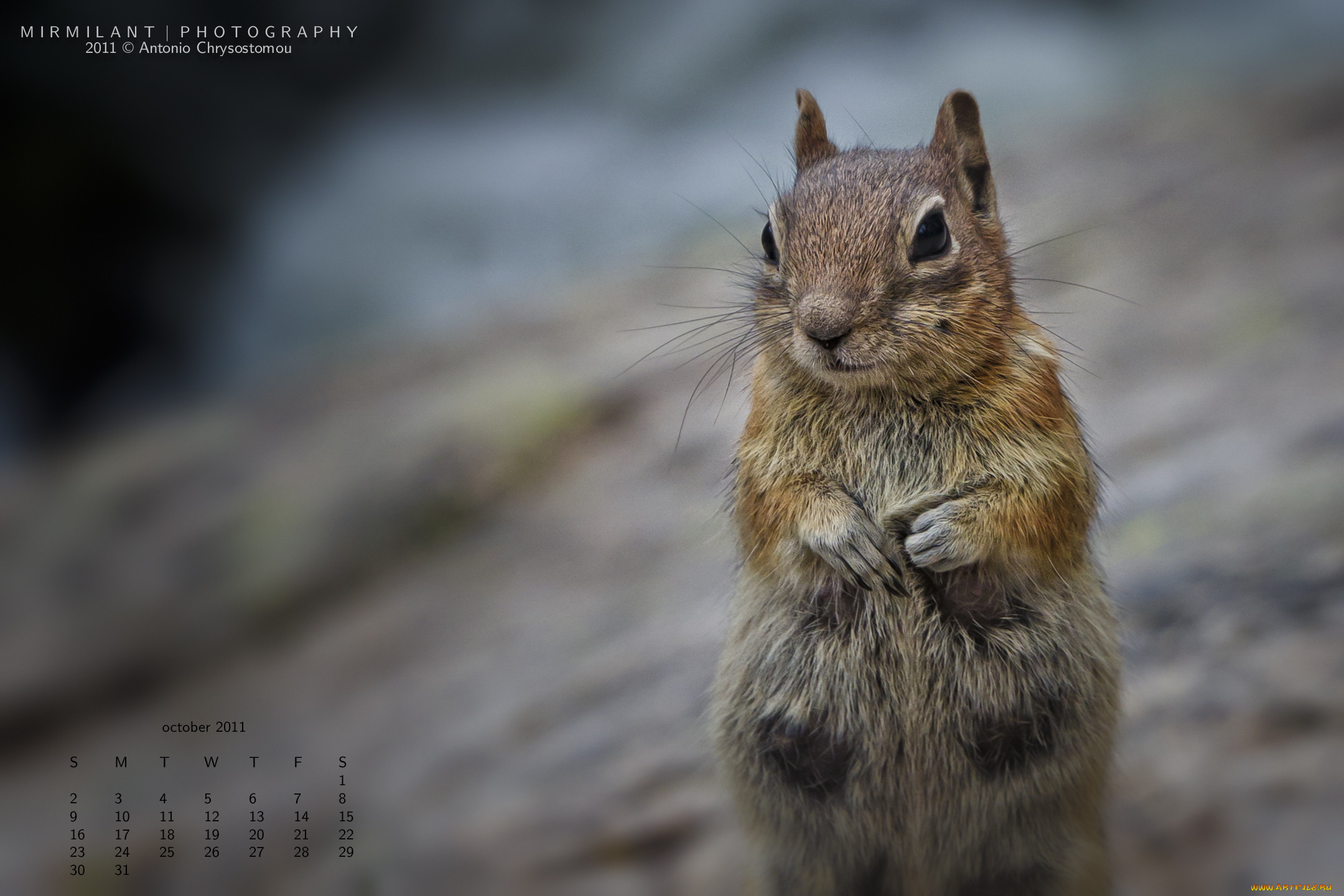 календари, животные, белка