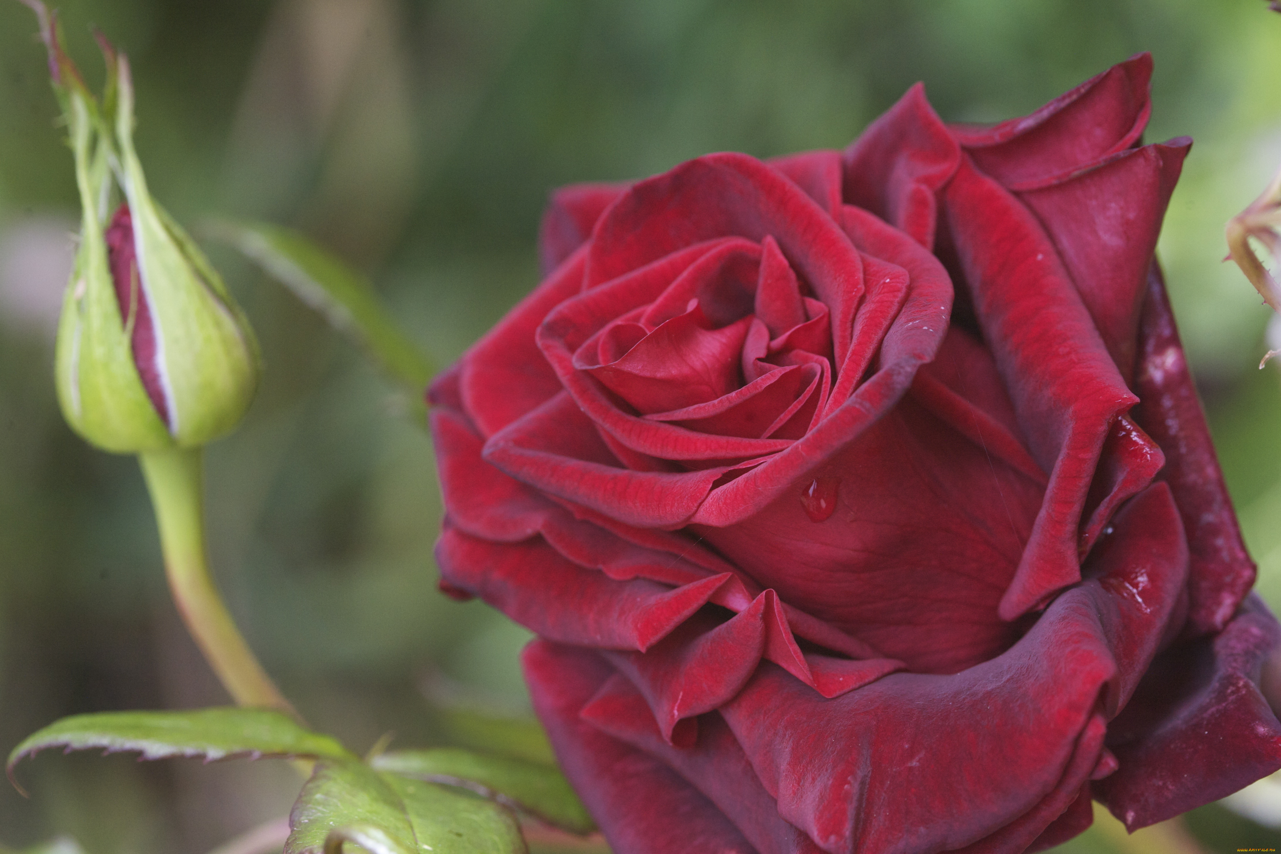 цветы, розы, лепестки, макро, бутон