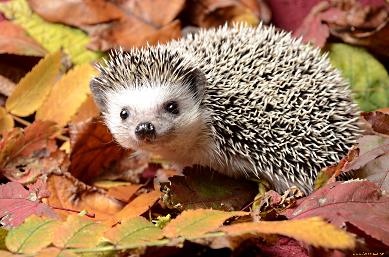 животные, ежи, листья, осень, колючки