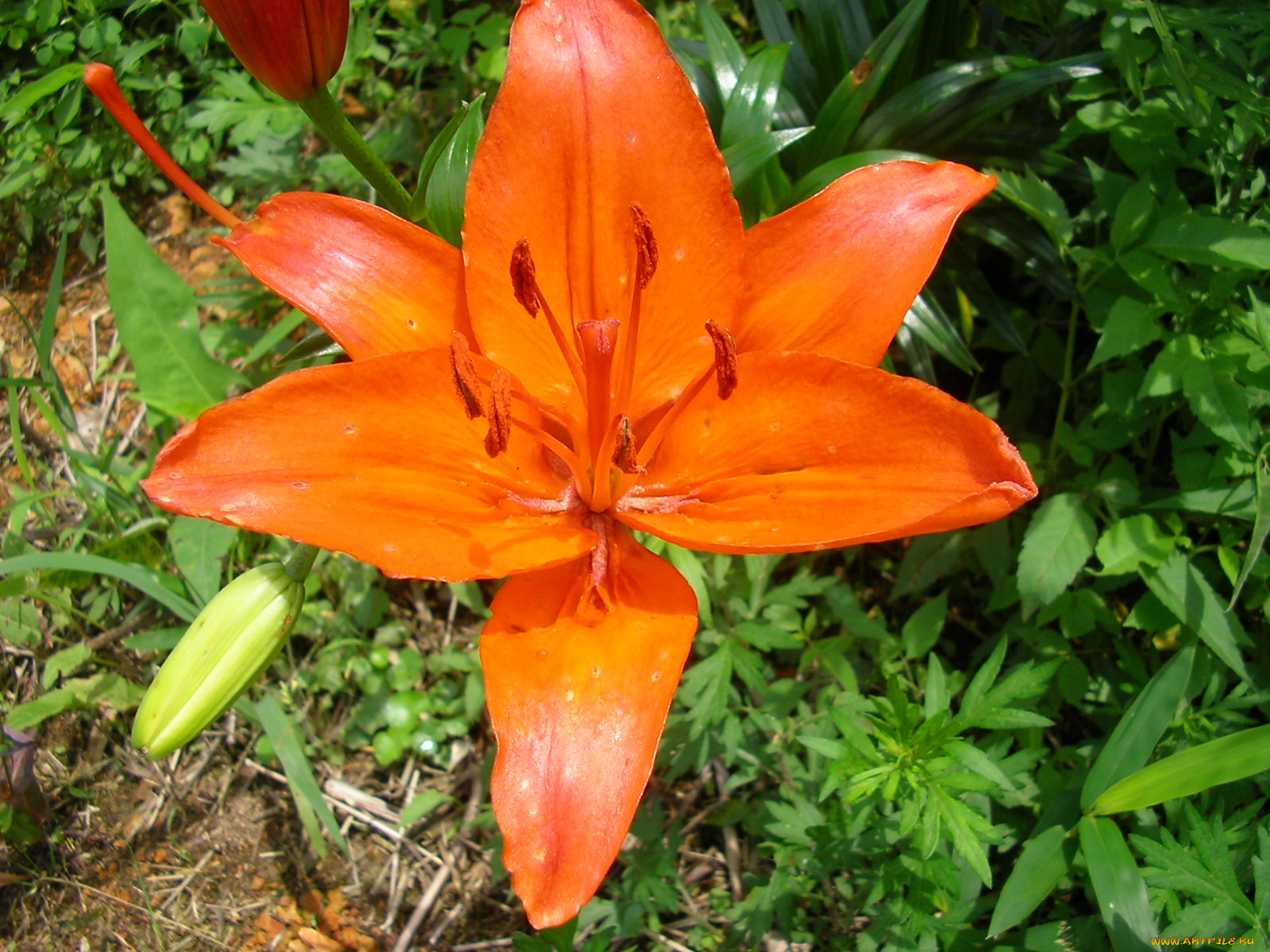 цветы, лилии, лилейники, лилия