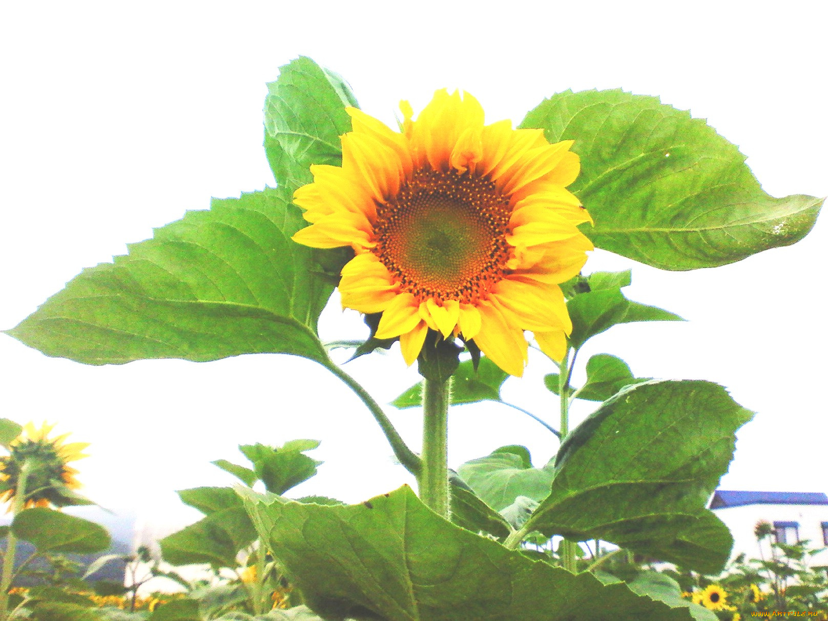 цветы, подсолнухи