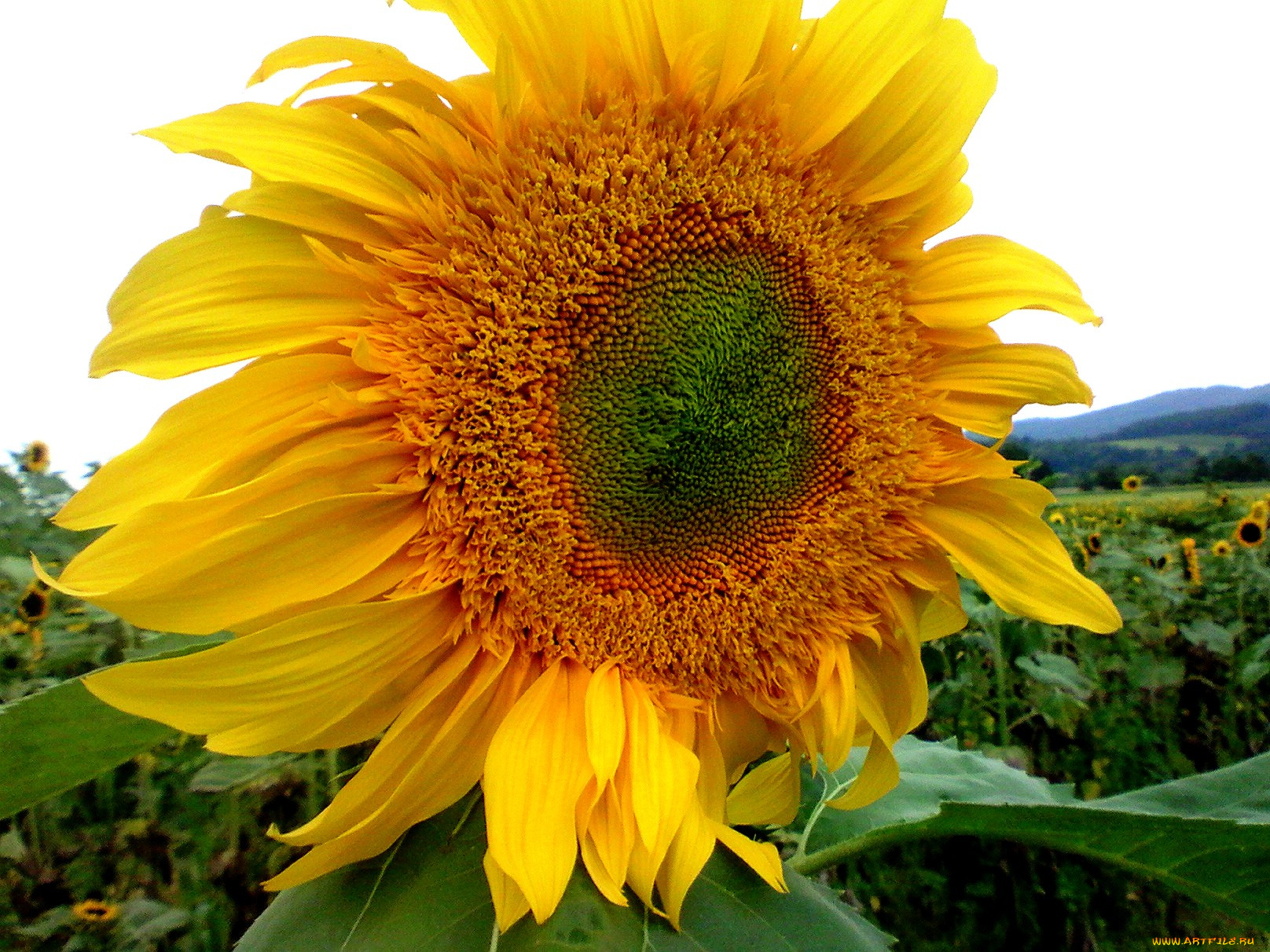 цветы, подсолнухи