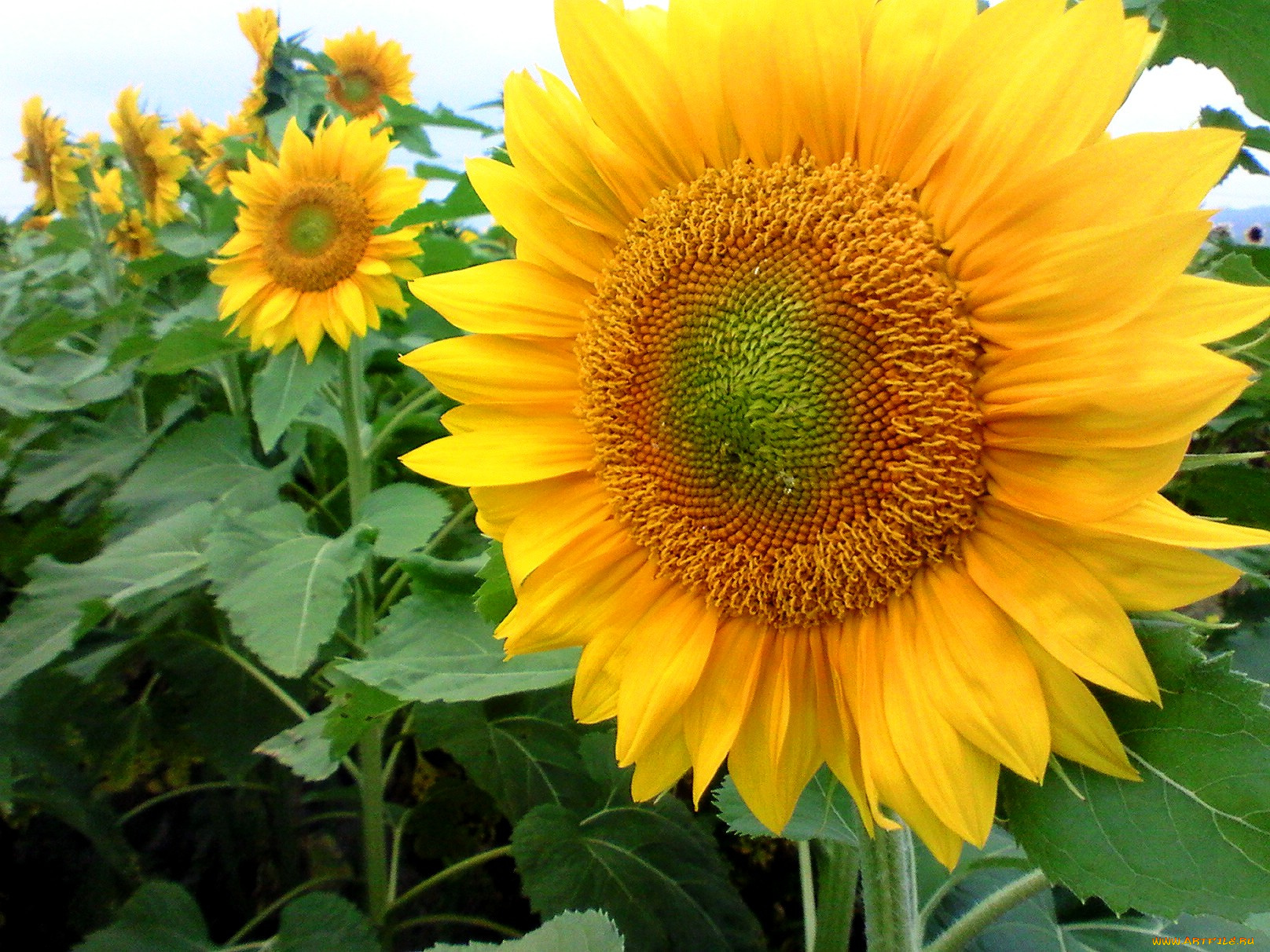 цветы, подсолнухи