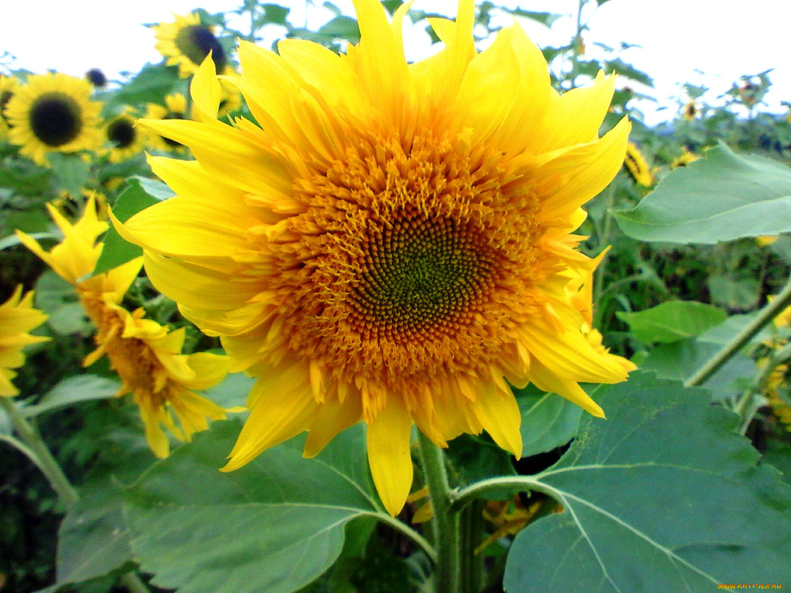 цветы, подсолнухи