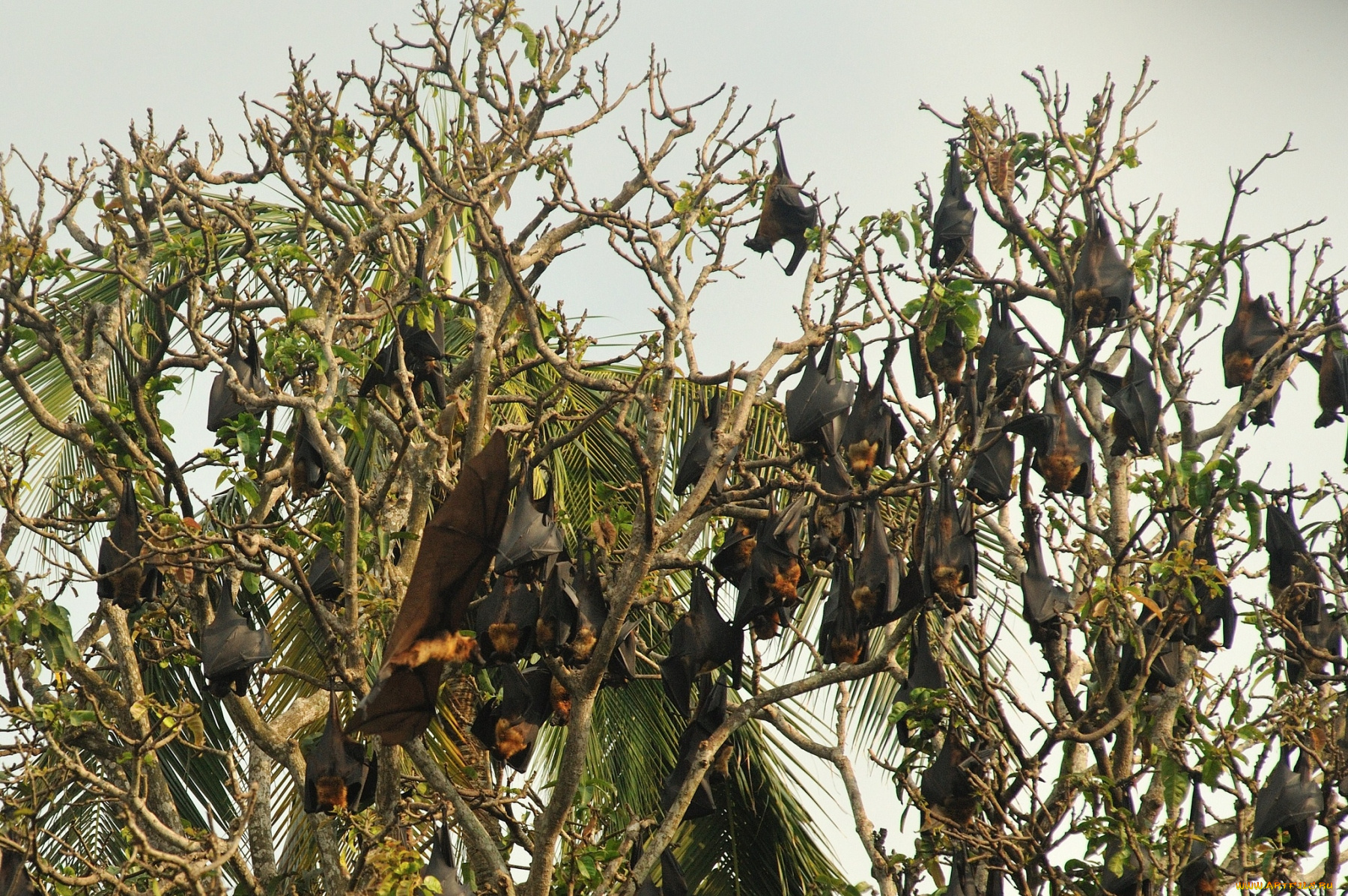 животные, летучие, мыши, дерево, крылья, много