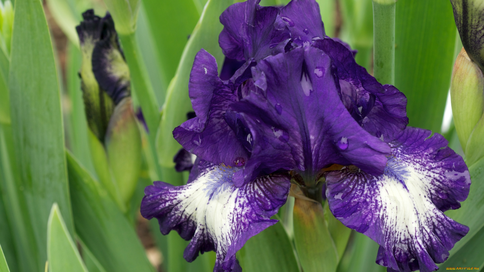 цветы, ирисы, фиолетовый