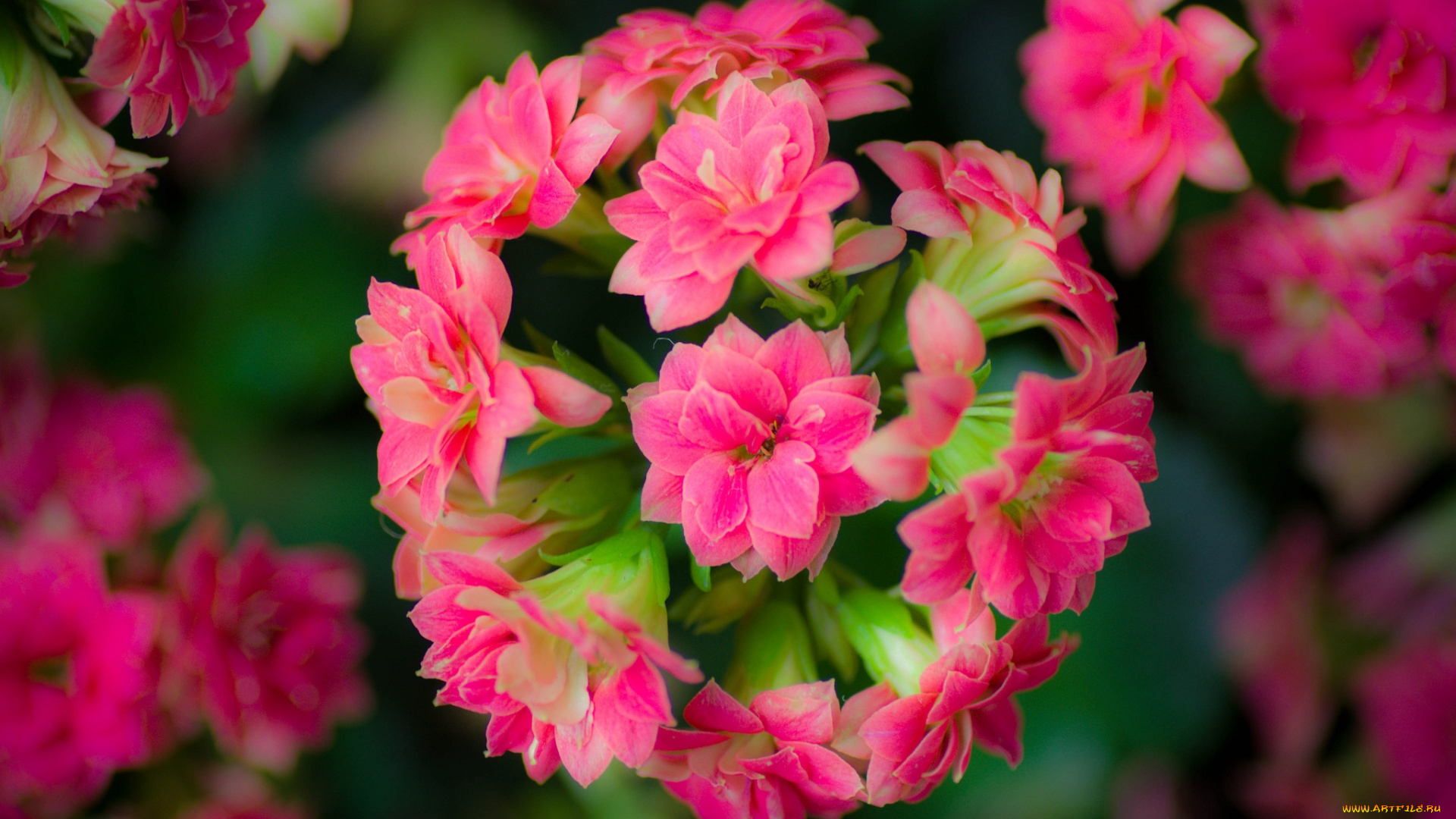 цветы, каланхоэ, розовый