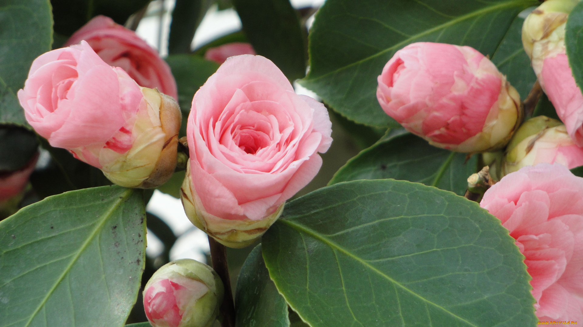 цветы, камелии, бутоны, листья