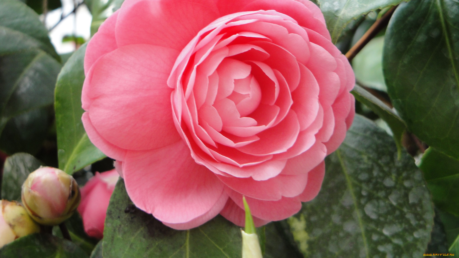 цветы, камелии, листья, лепестки