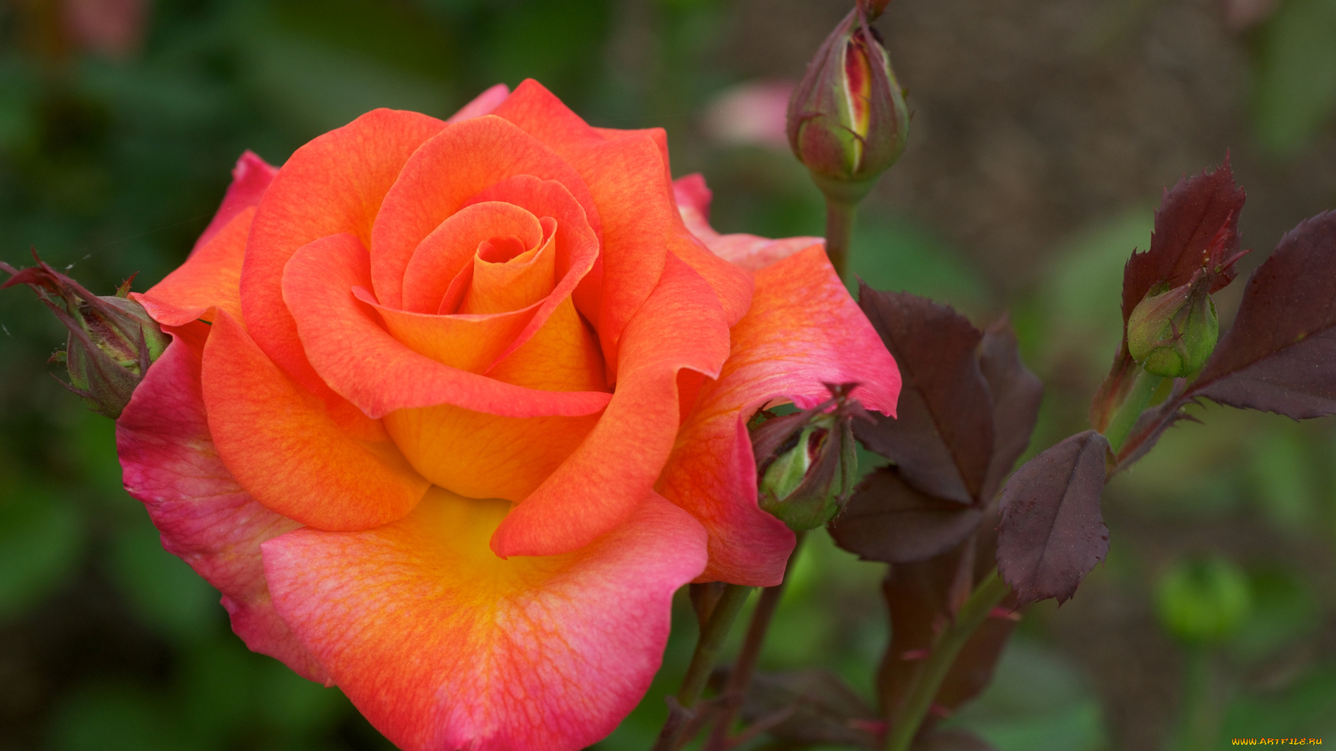 цветы, розы, лепестки, оранжевый