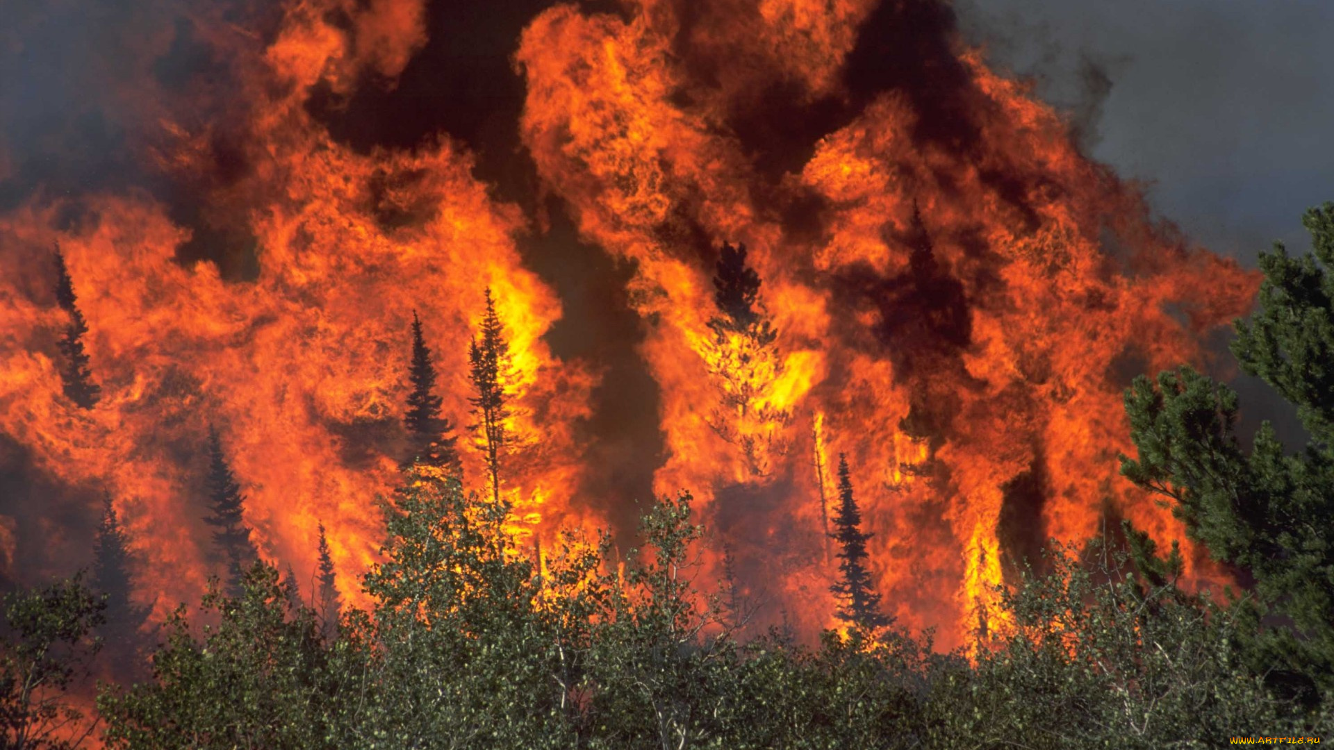 fire, природа, огонь, хвойный, стихия, бедствие, лес, пожар