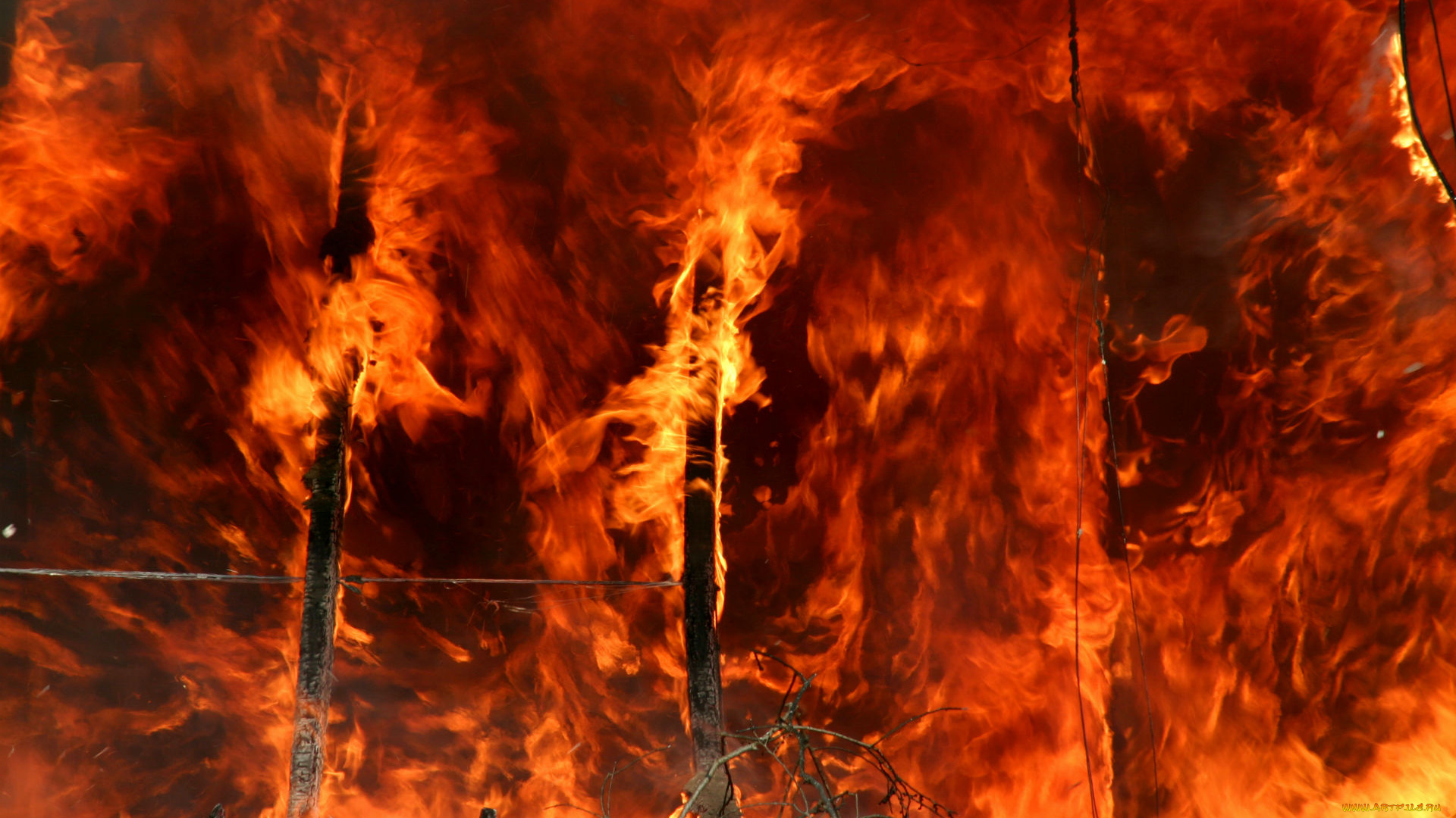 fire, природа, огонь, стихия, бедствие, хвойный, лес, пожар