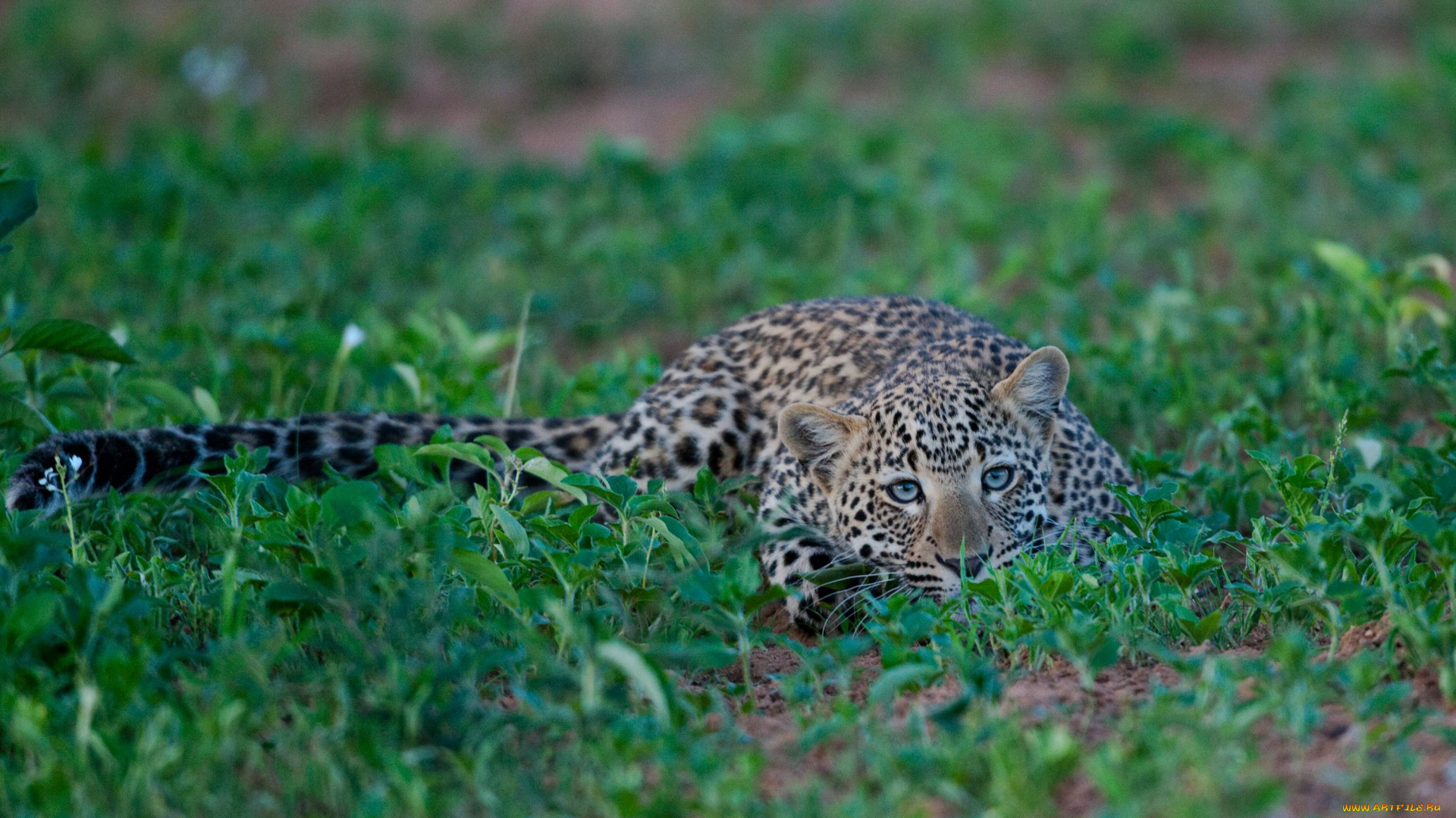 leopard, животные, леопарды, охота, трава, леопард