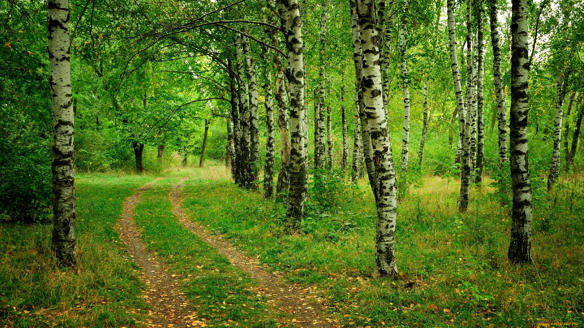 природа, дороги, дорога, лето, березы