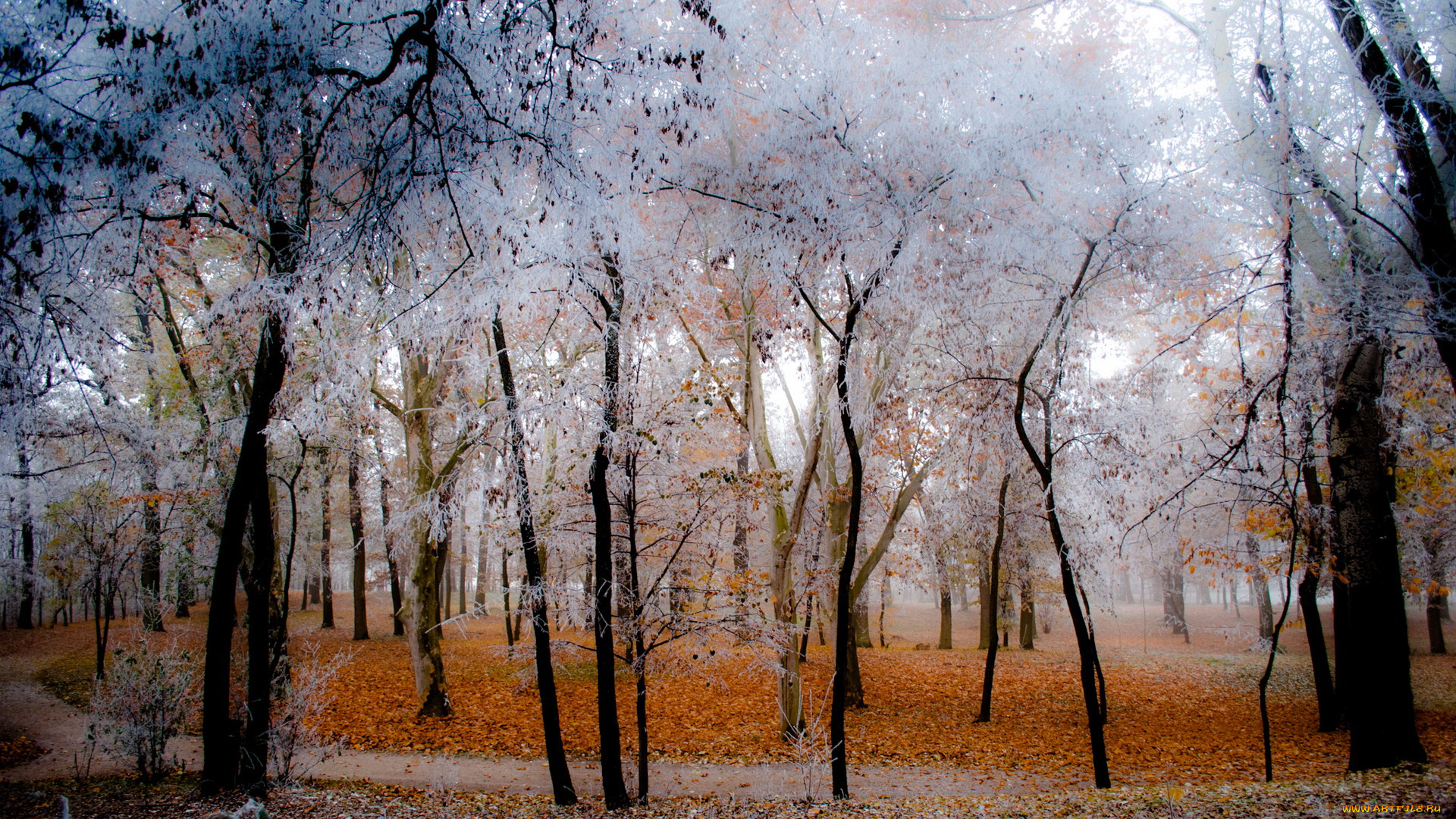 природа, лес, осень, иней