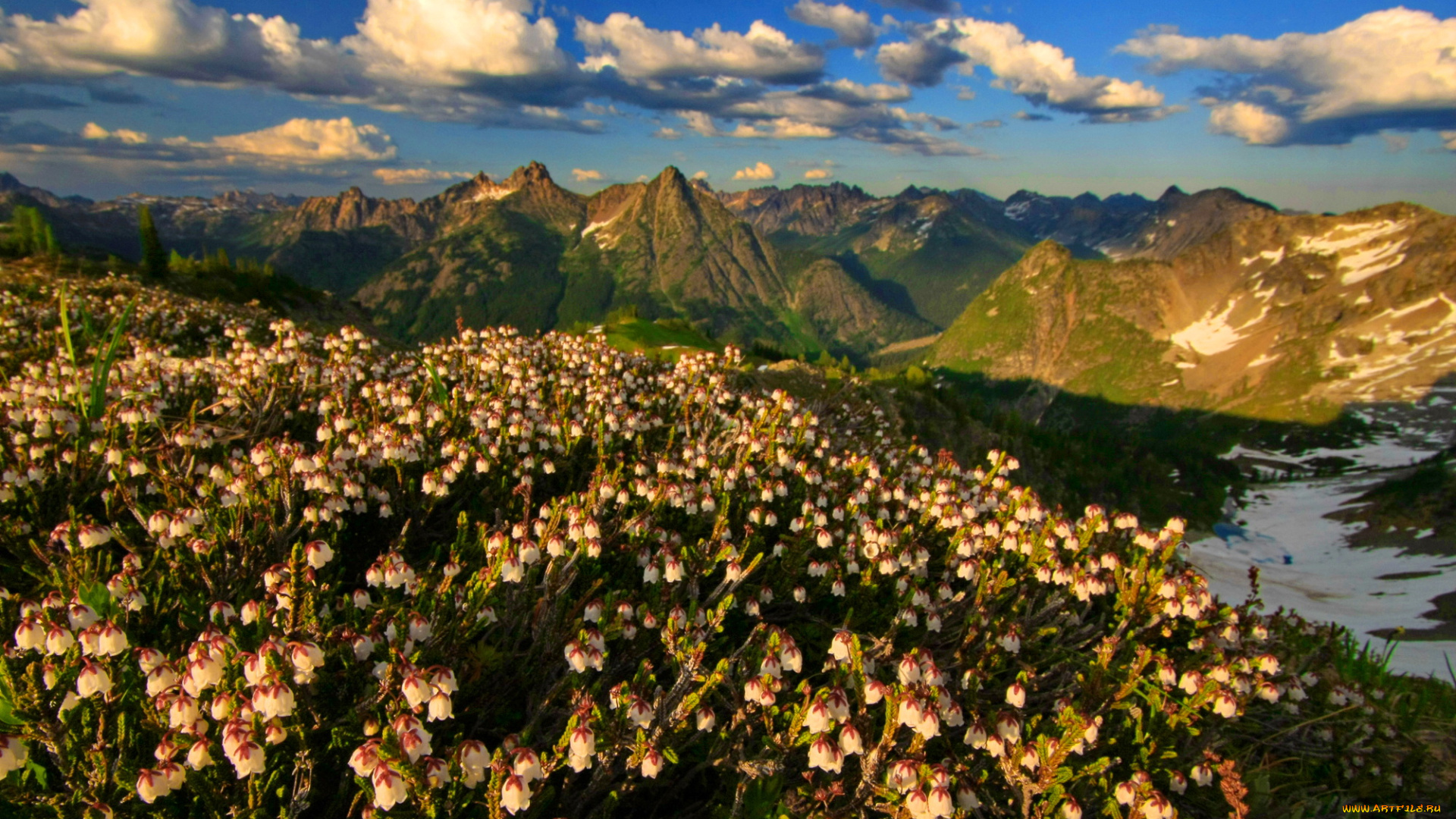природа, луга, цветы, пики, горы, снег, альпийский, луг