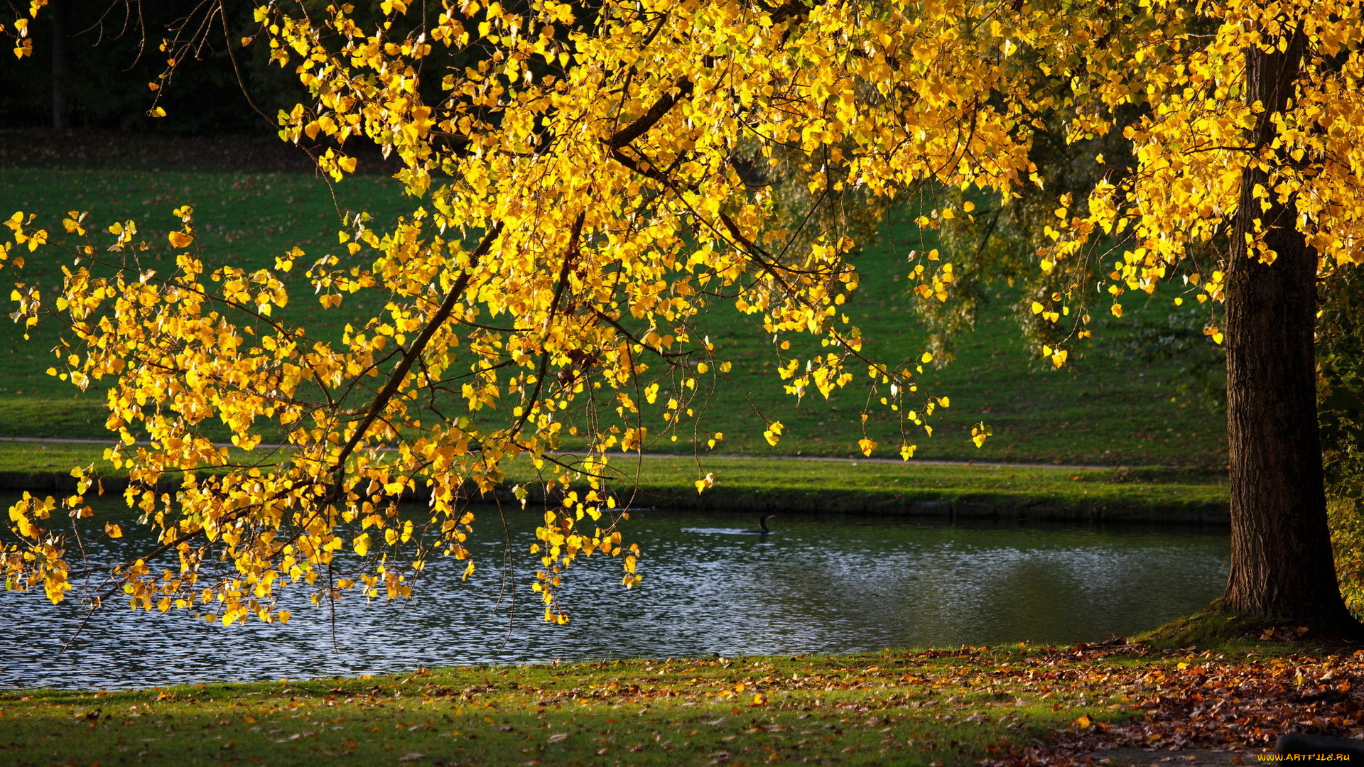 природа, парк, осень