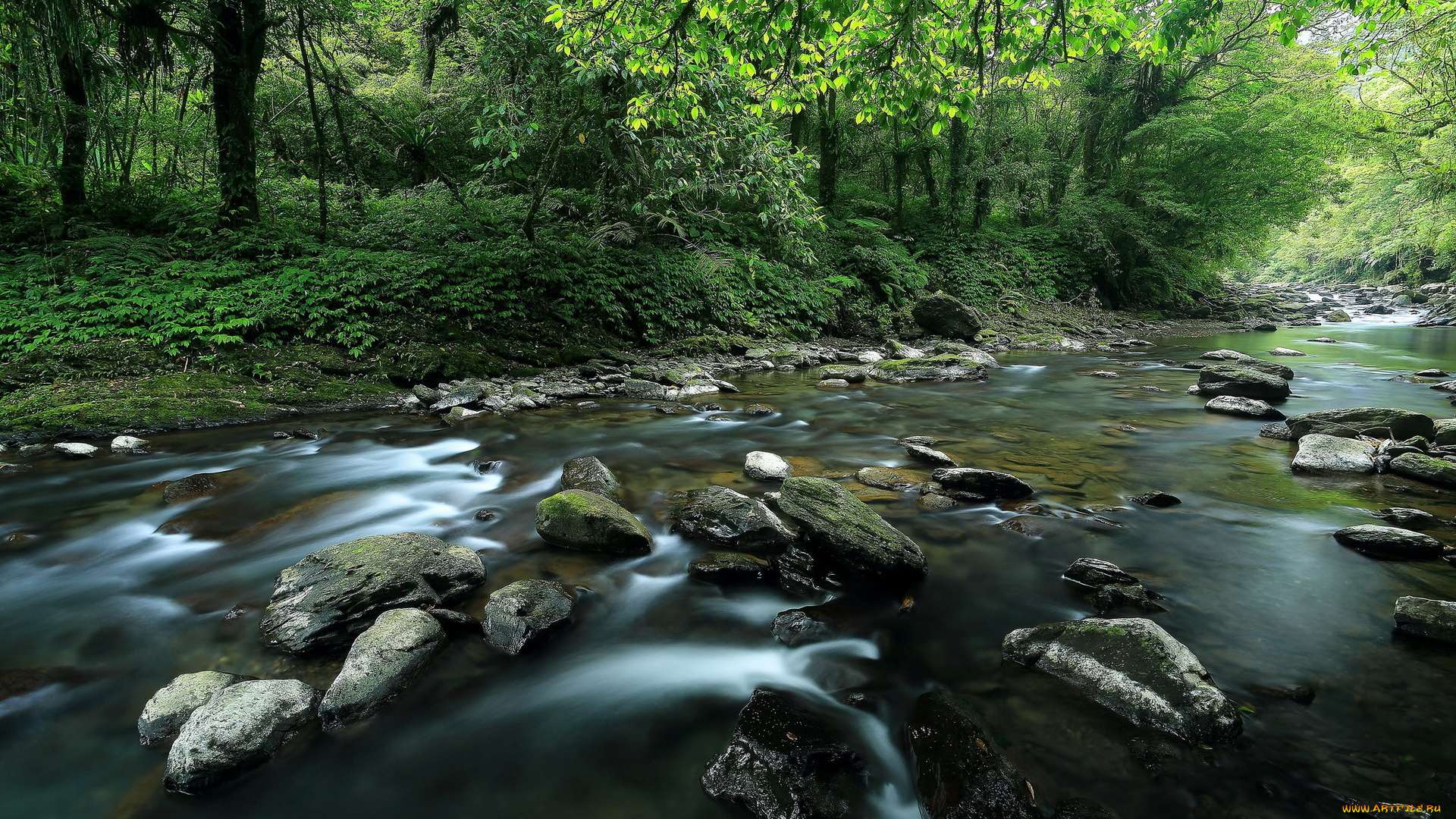 природа, реки, озера, лето, река, лес