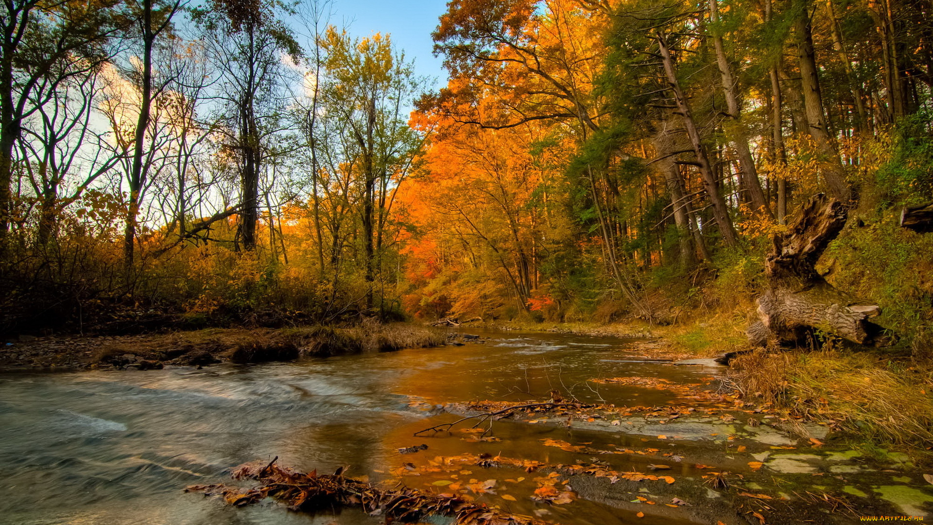 природа, реки, озера, река, лес, осень