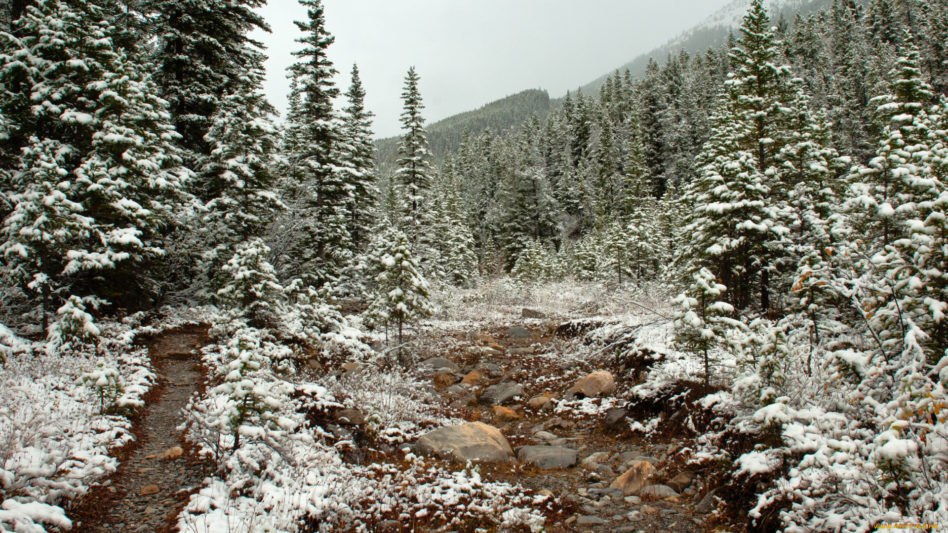 природа, зима, деревья