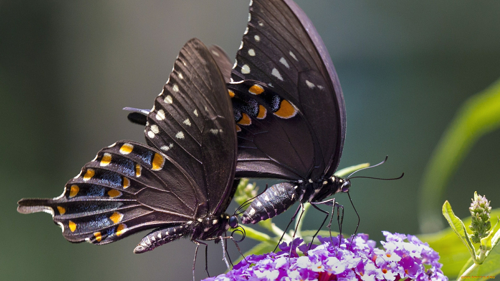 животные, бабочки, крылья, пара