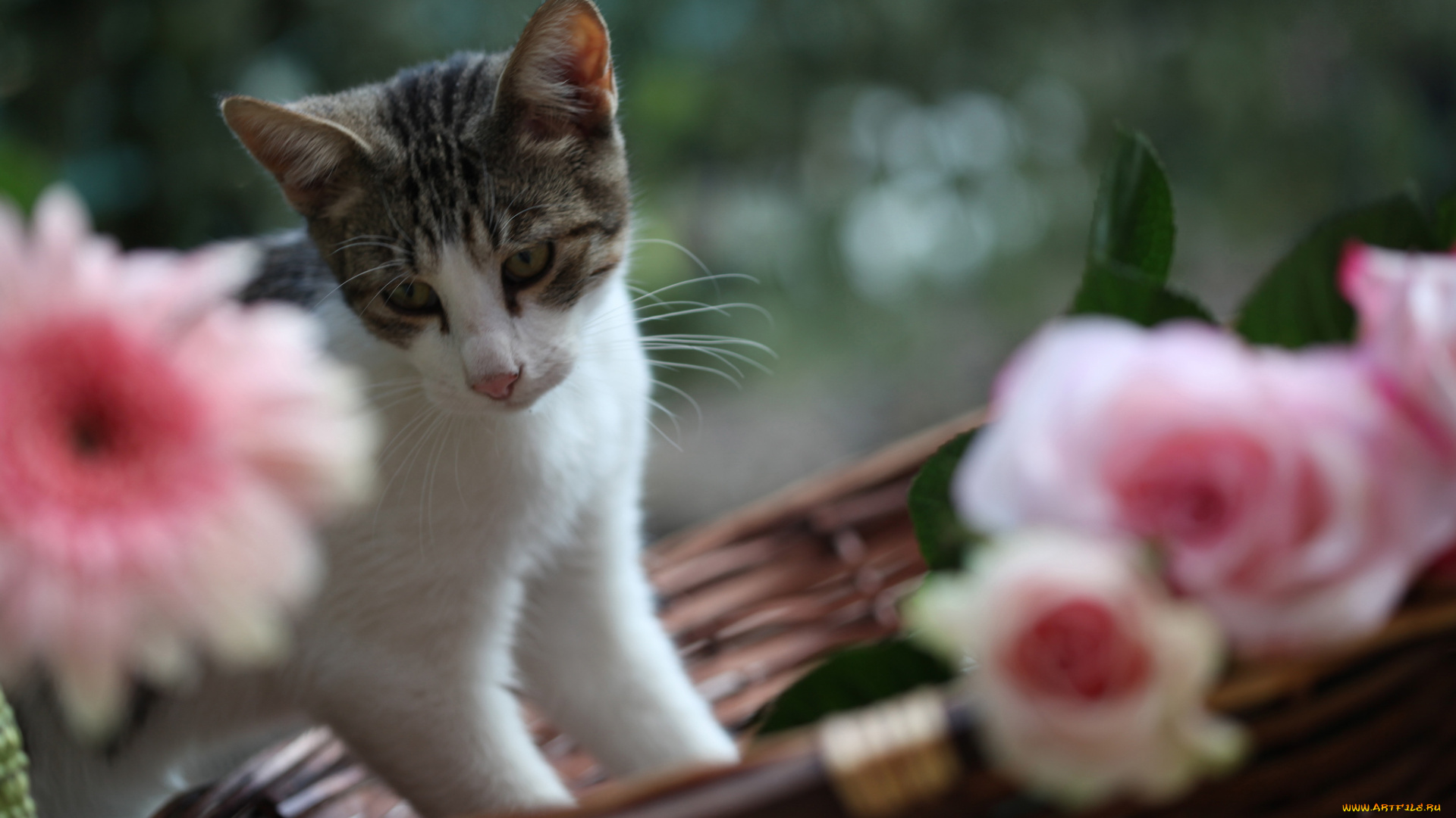 животные, коты, котёнок, цветы, elena, di, guardo