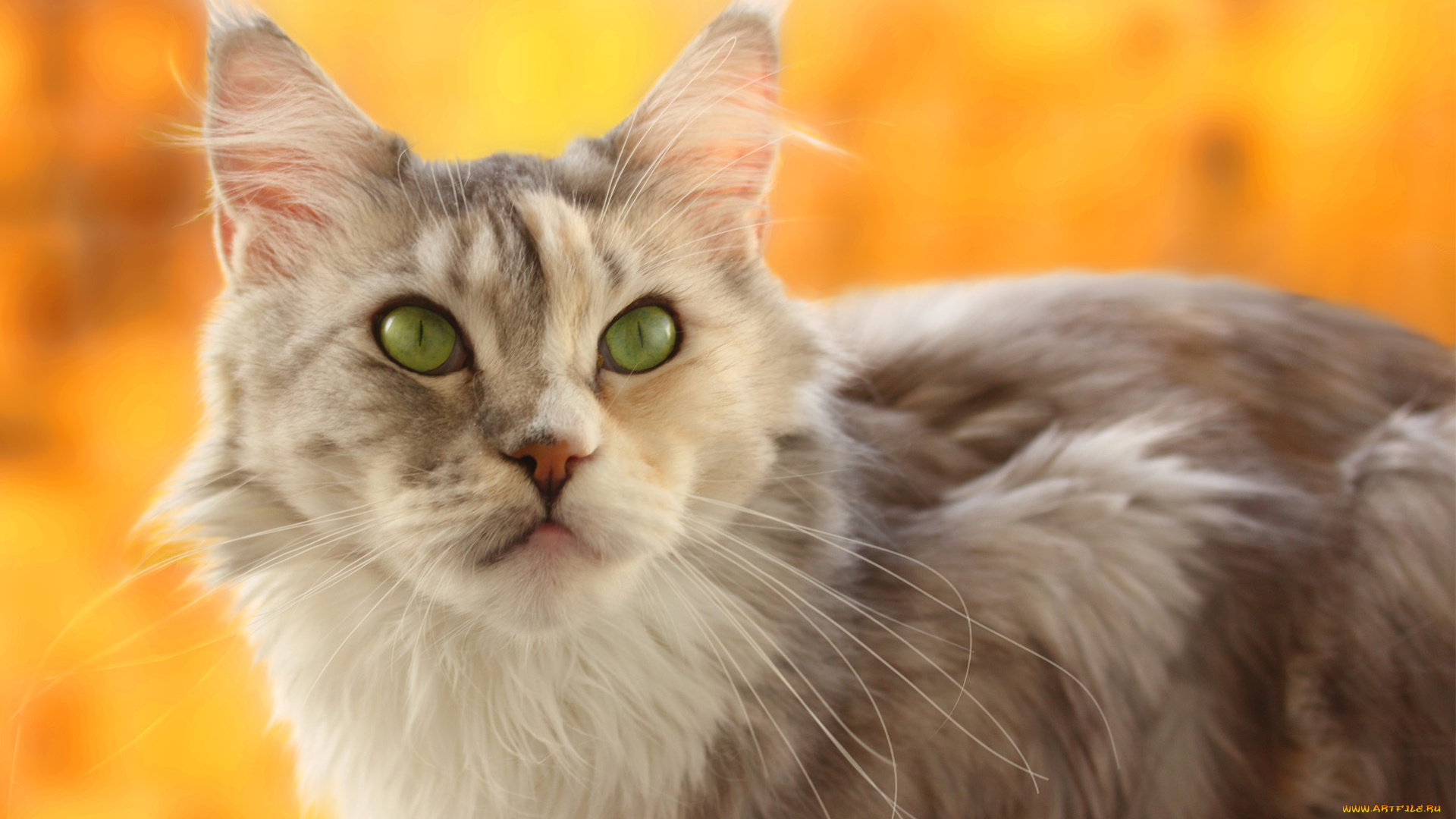 животные, коты, желтый, фон, морда, кошка, размытость