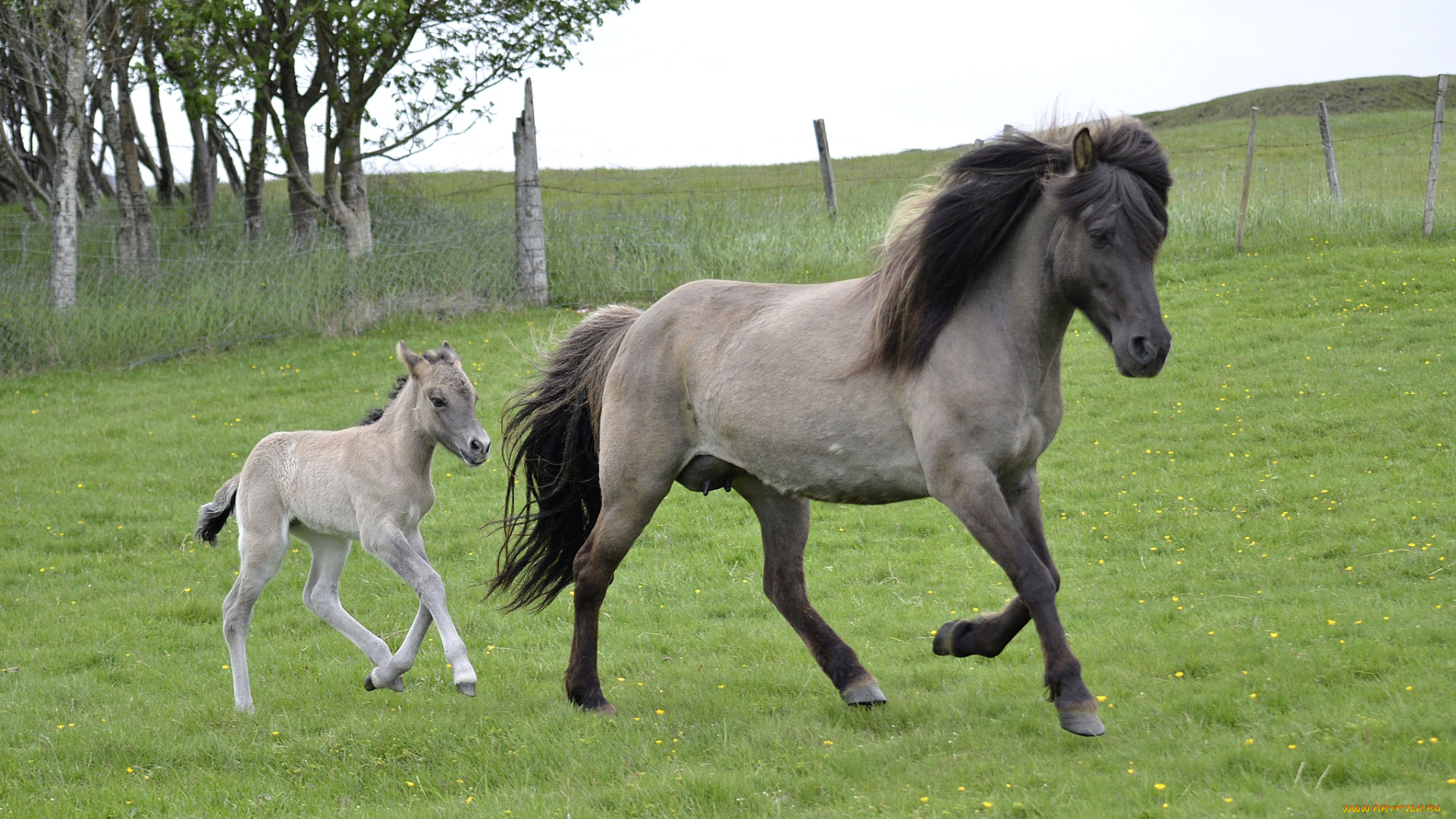 животные, лошади, мама, малыш, сивый