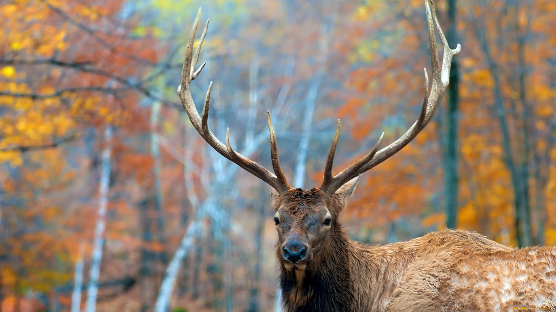 животные, олени, природа, олень, рога