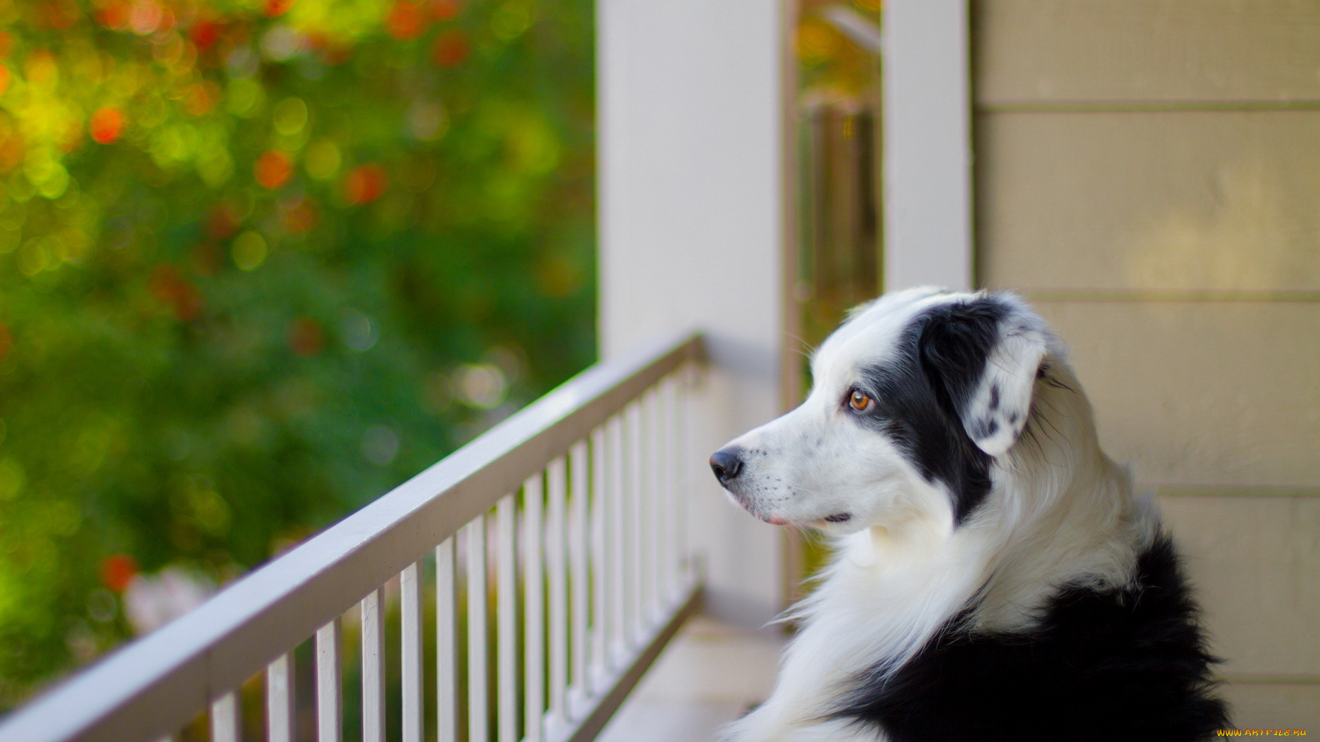 животные, собаки, друг, взгляд, собака