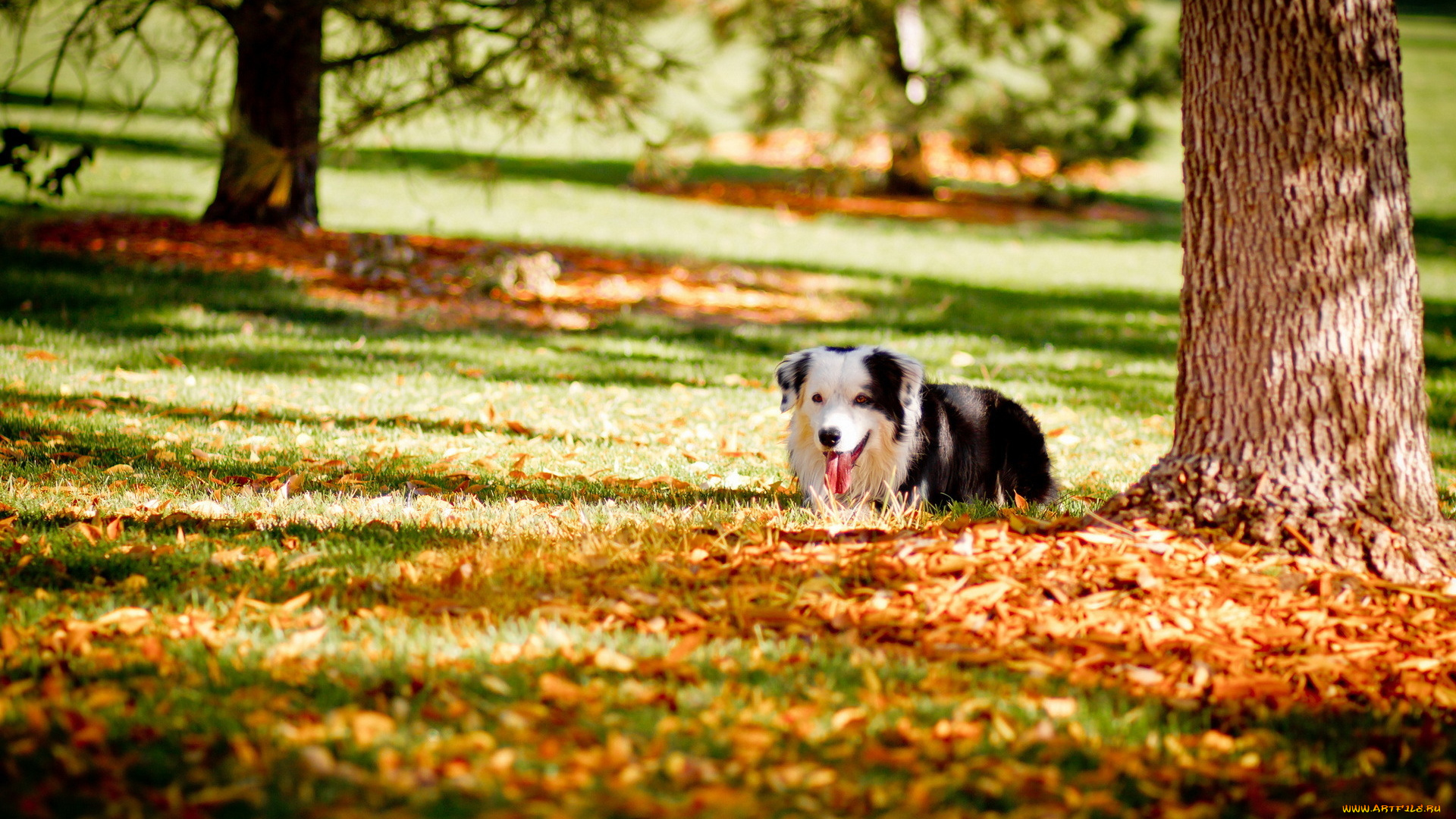 животные, собаки, собака, осень, парк