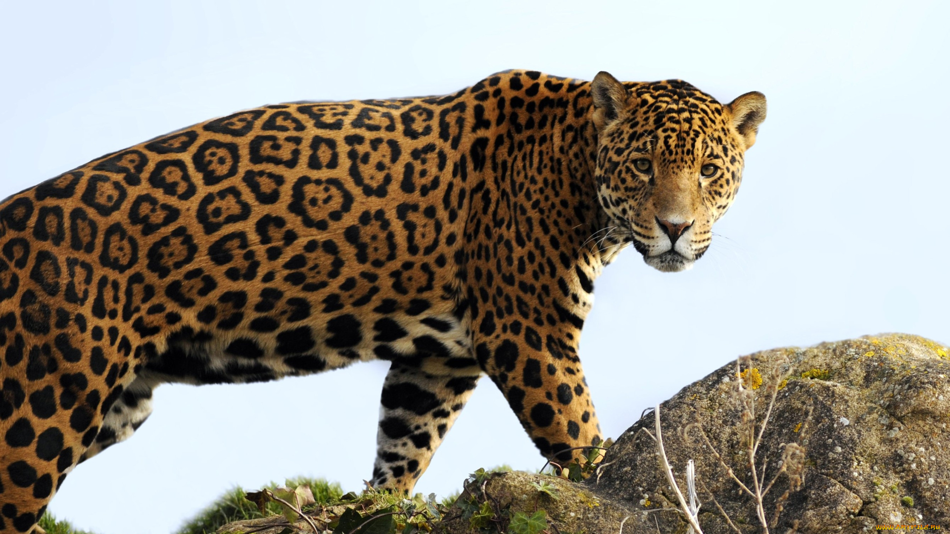 животные, Ягуары, хищник, взгляд