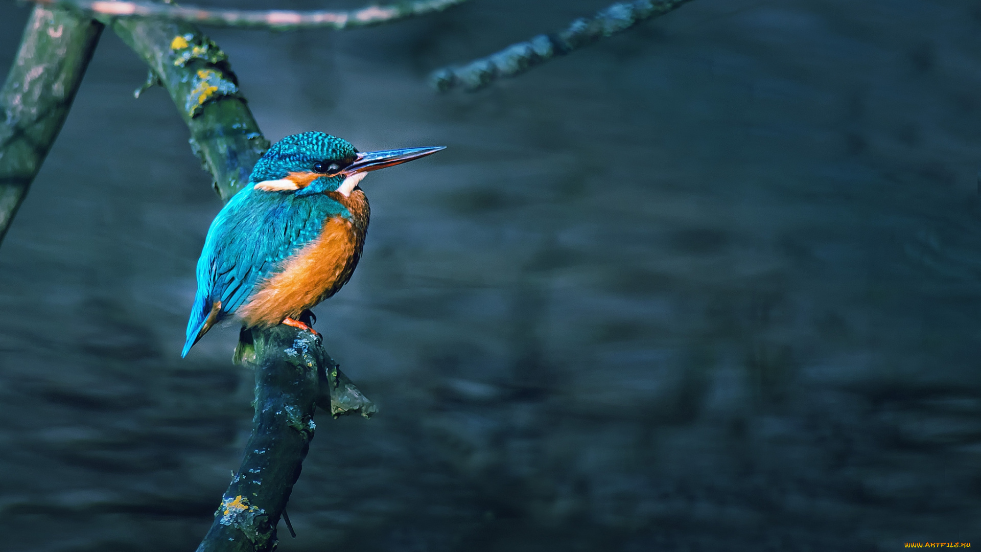 животные, зимородки, вода, ветка