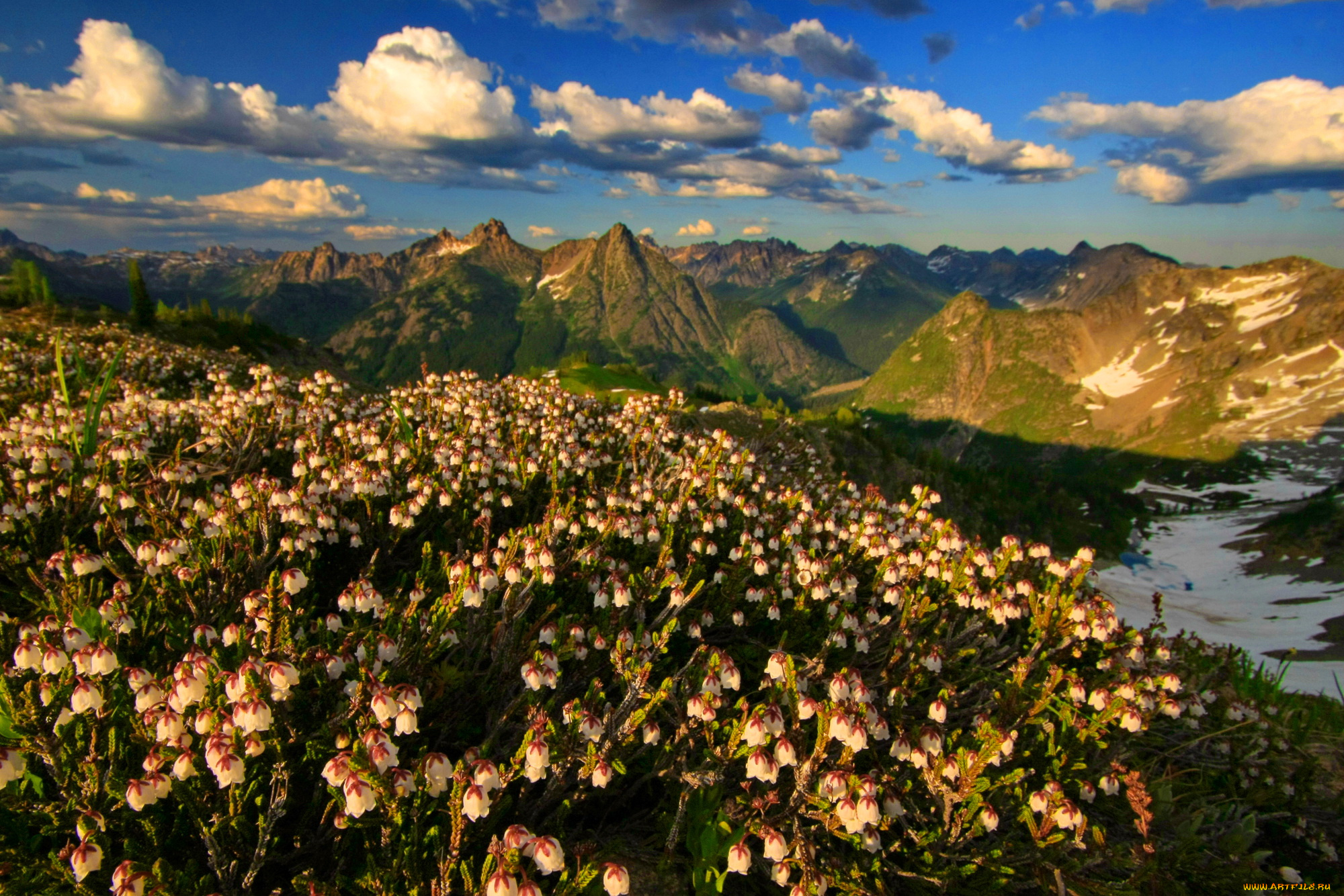 природа, луга, цветы, пики, горы, снег, альпийский, луг