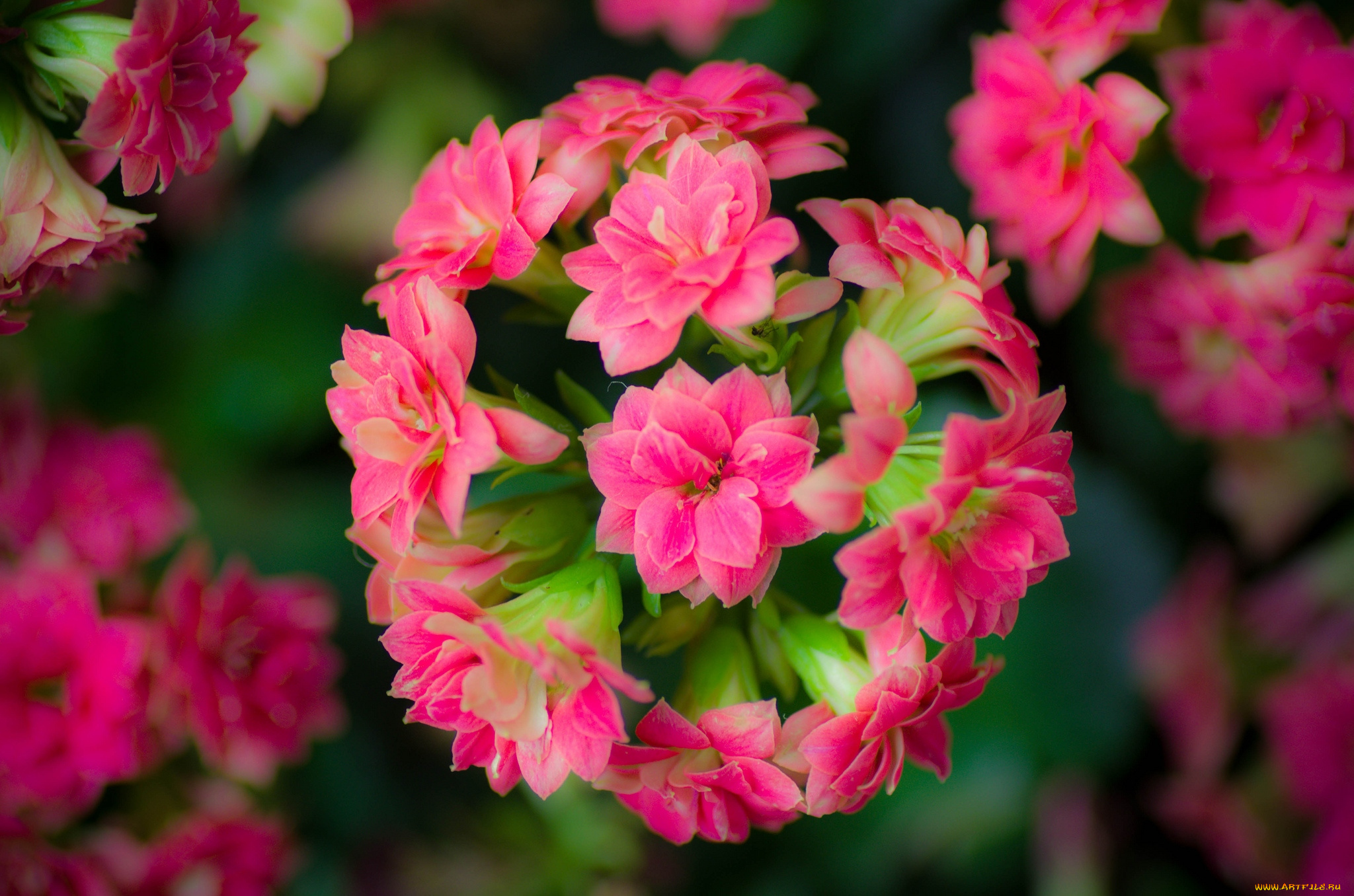 цветы, каланхоэ, розовый